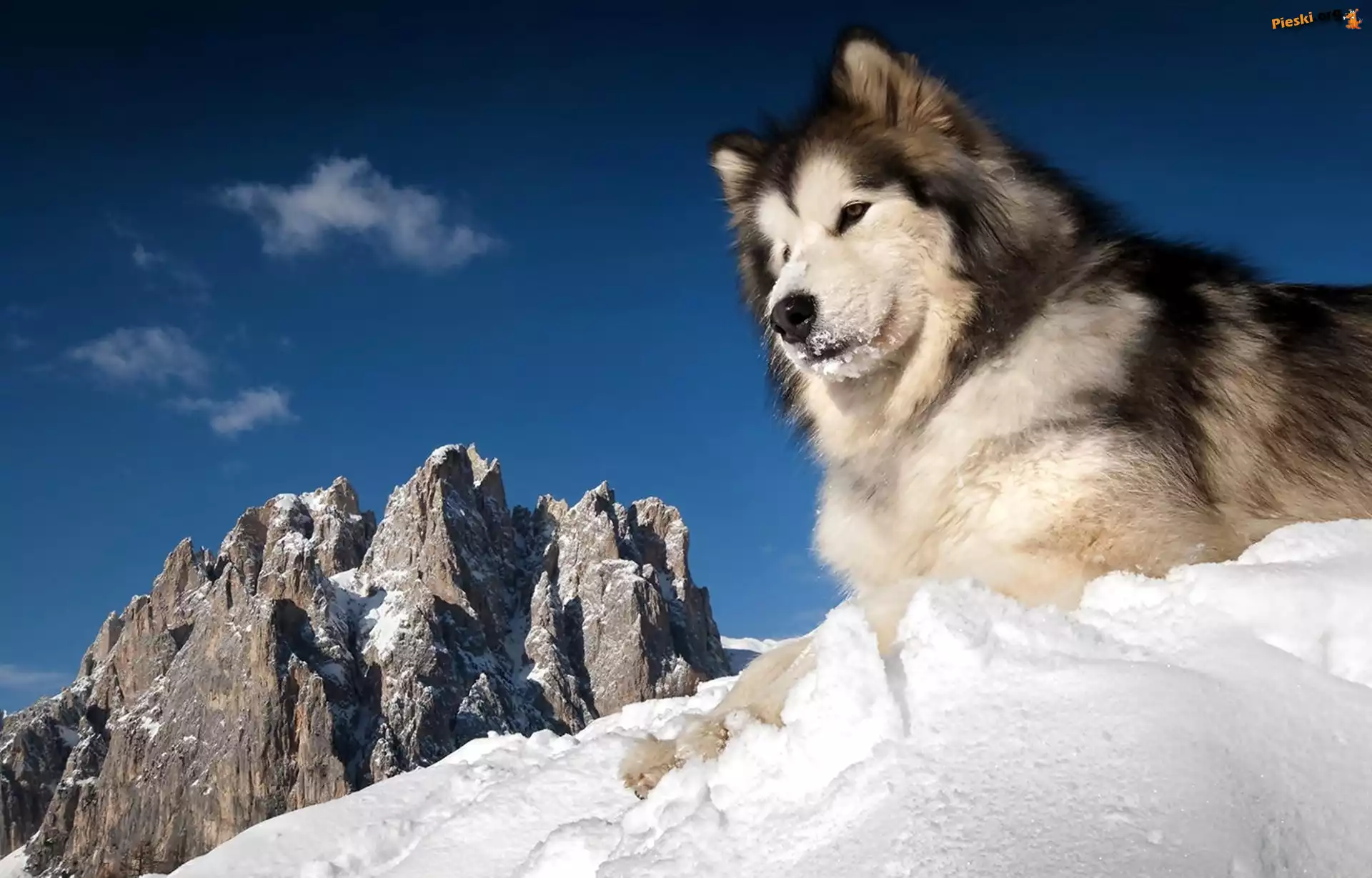 Góry, Husky, Siberian, Zima, Śnieg