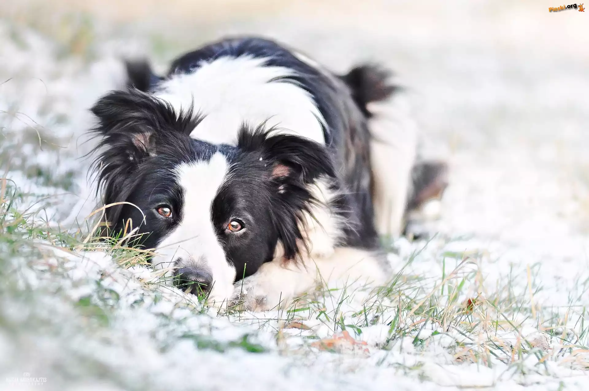 Śnieg, Pies, Border Collie, Trawa