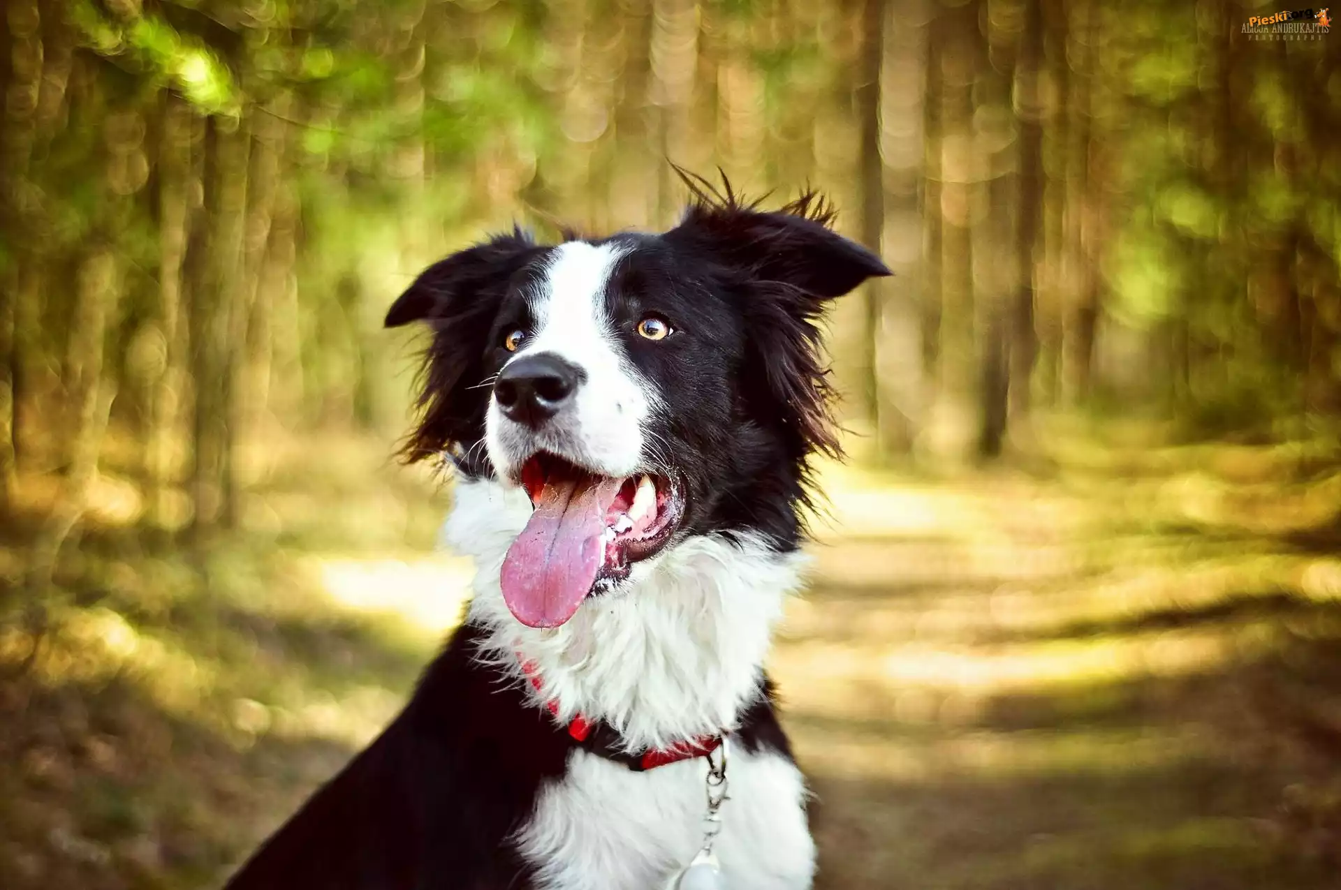 Jęzor, Pies, Border collie, Las