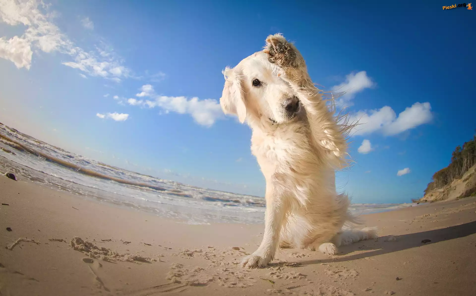 Golden, Plaża, Zawstydzony, Retriever