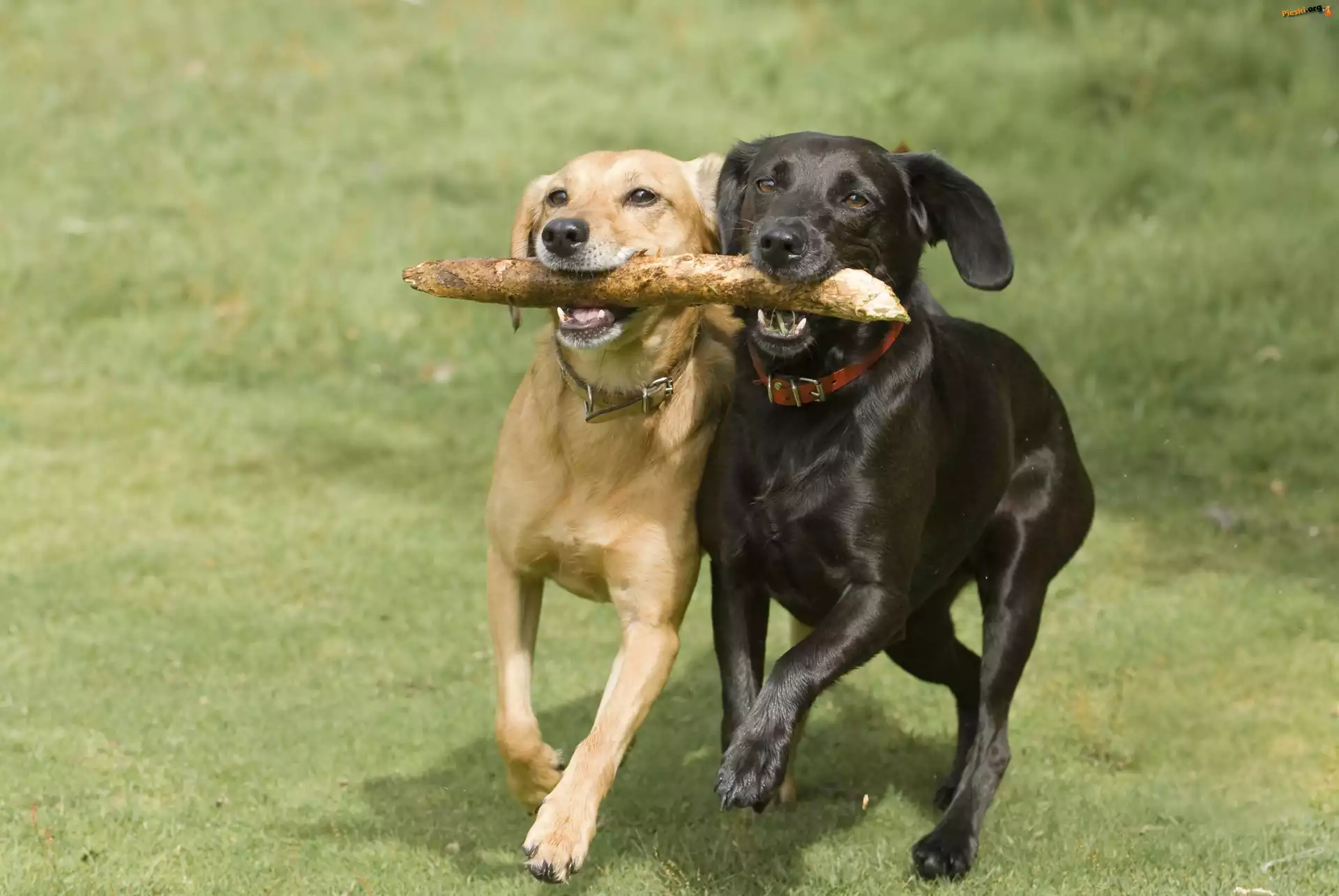 Psy, Kij, Zabawa, Labrador Retriever, Przyjaciele, Łąka