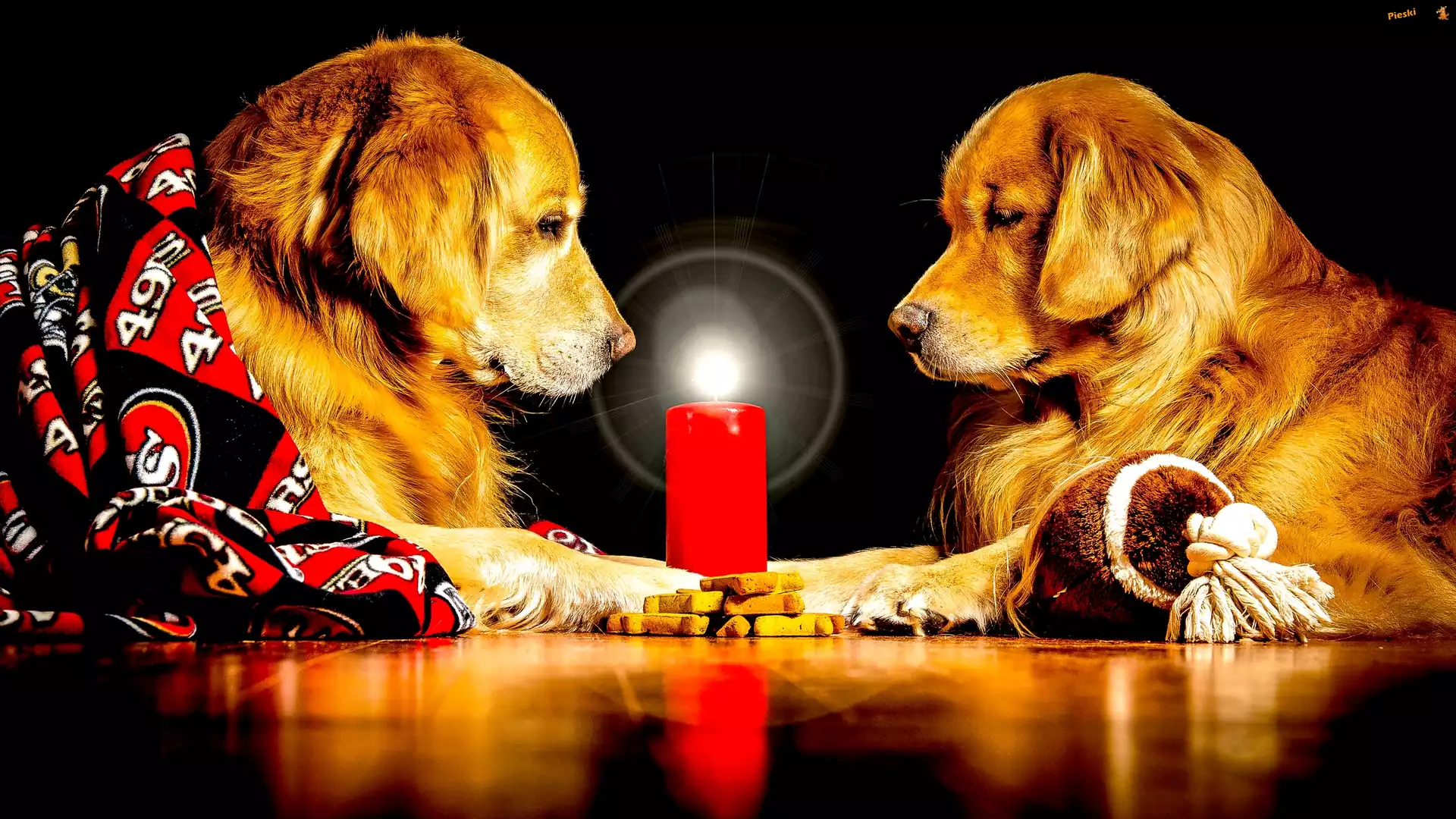 Golden retrievery, Dwa, Psy, Świeca