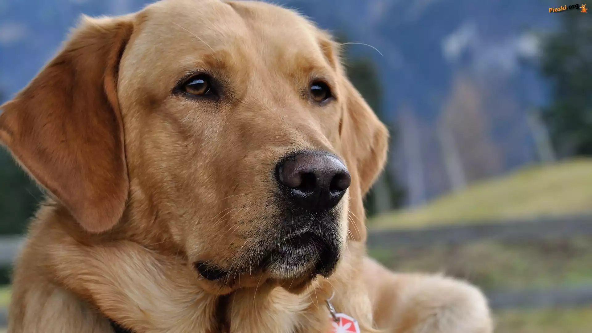 Labrador Retriever