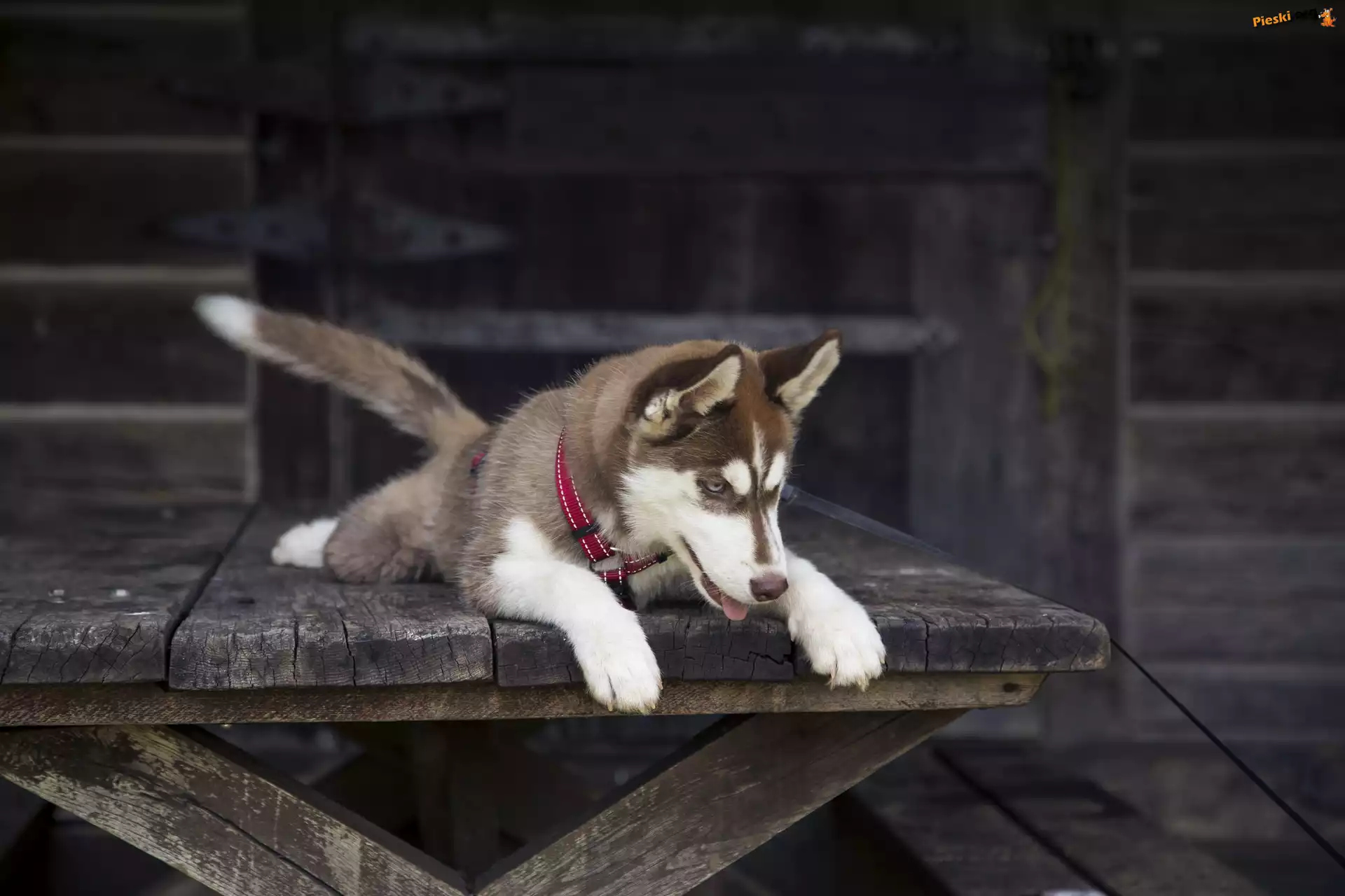 Pies, Siberian, Husky