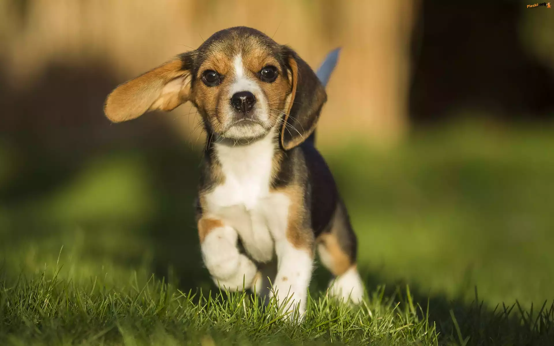 Beagle, Słodki, Szczeniaczek, Łąka
