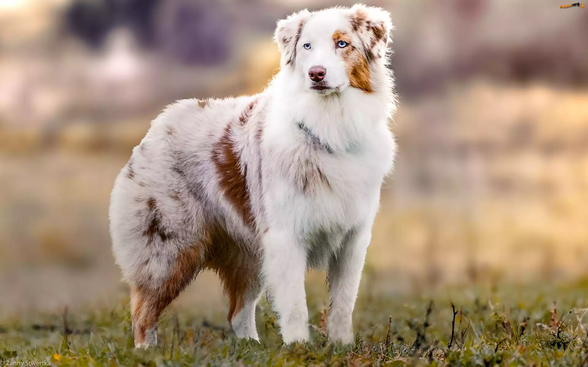 Pies, Pasterski, Owczarek australijski-australian shepherd