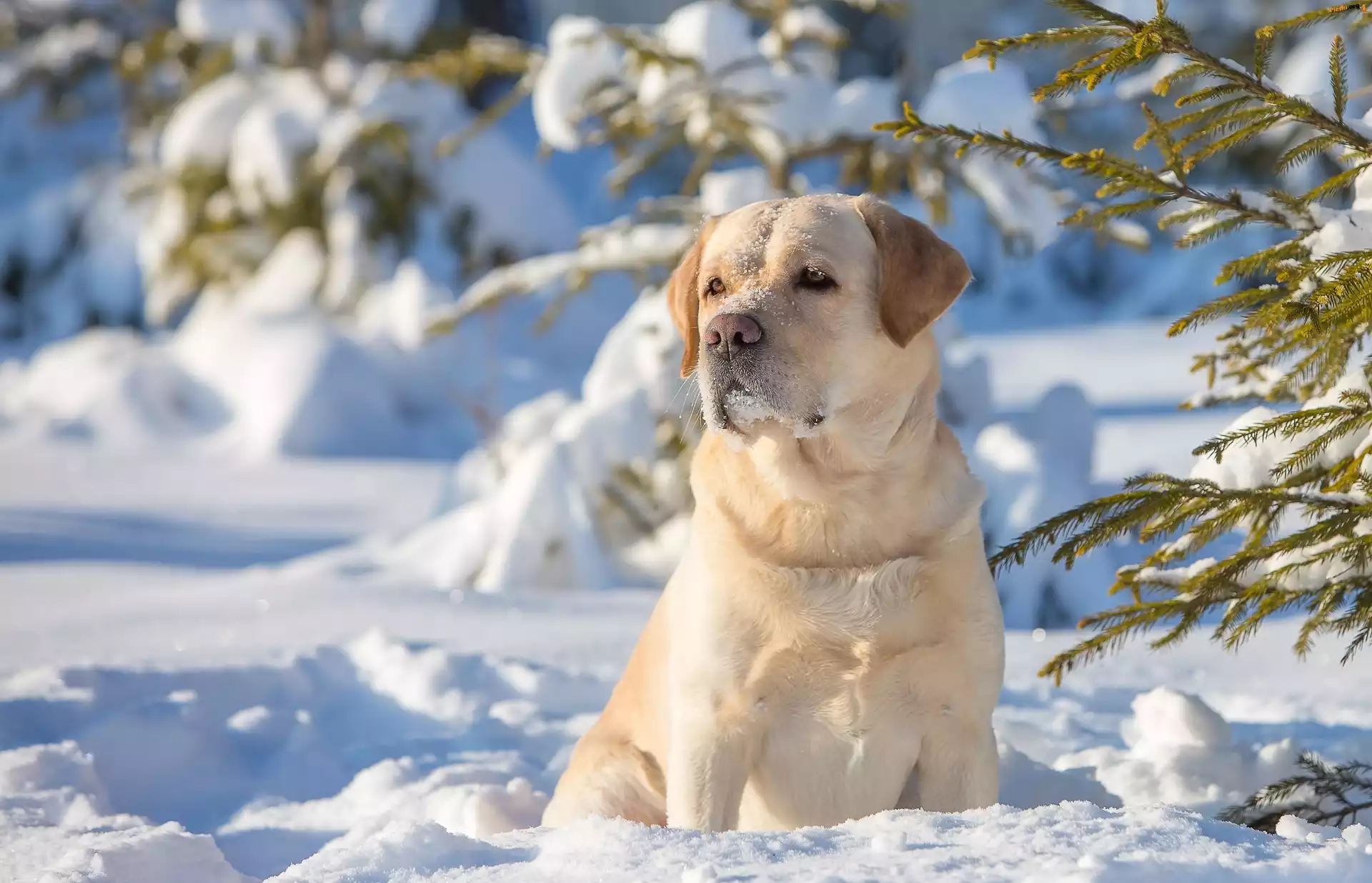 Las, Golden Retriever, Drzewa, Zima