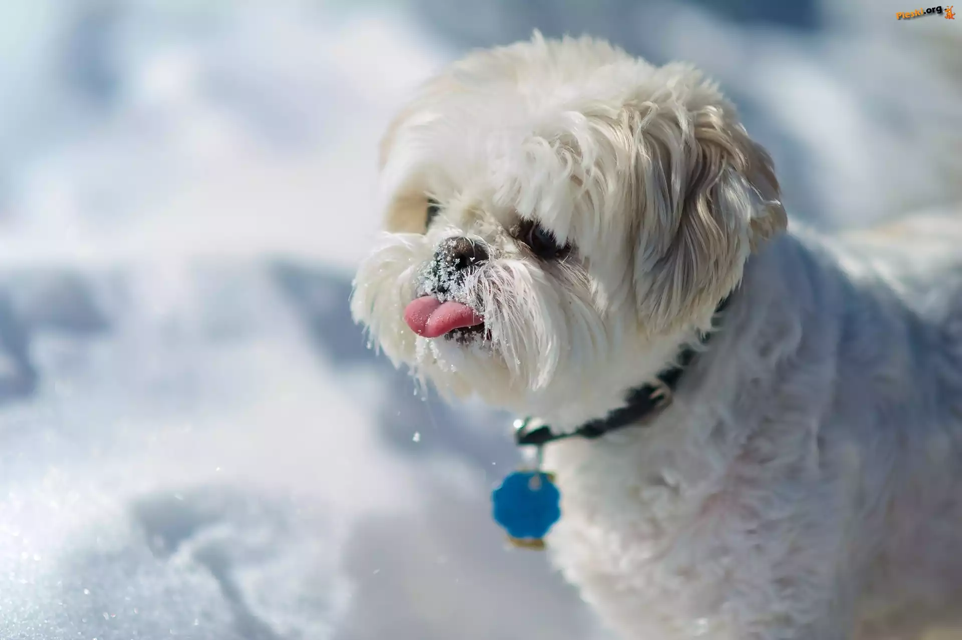 Język, Piesek, Słodki, Shih Tzu, Śnieg