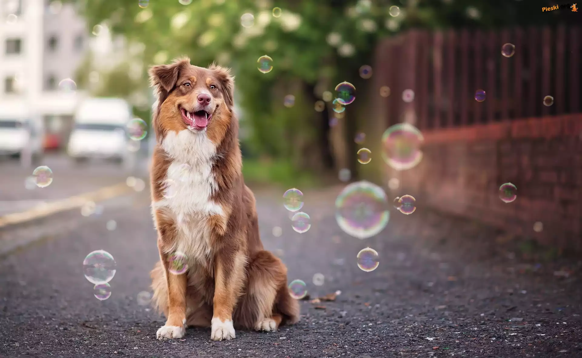 Owczarek australijski, Bańki, Mydlane, Australian shepherd