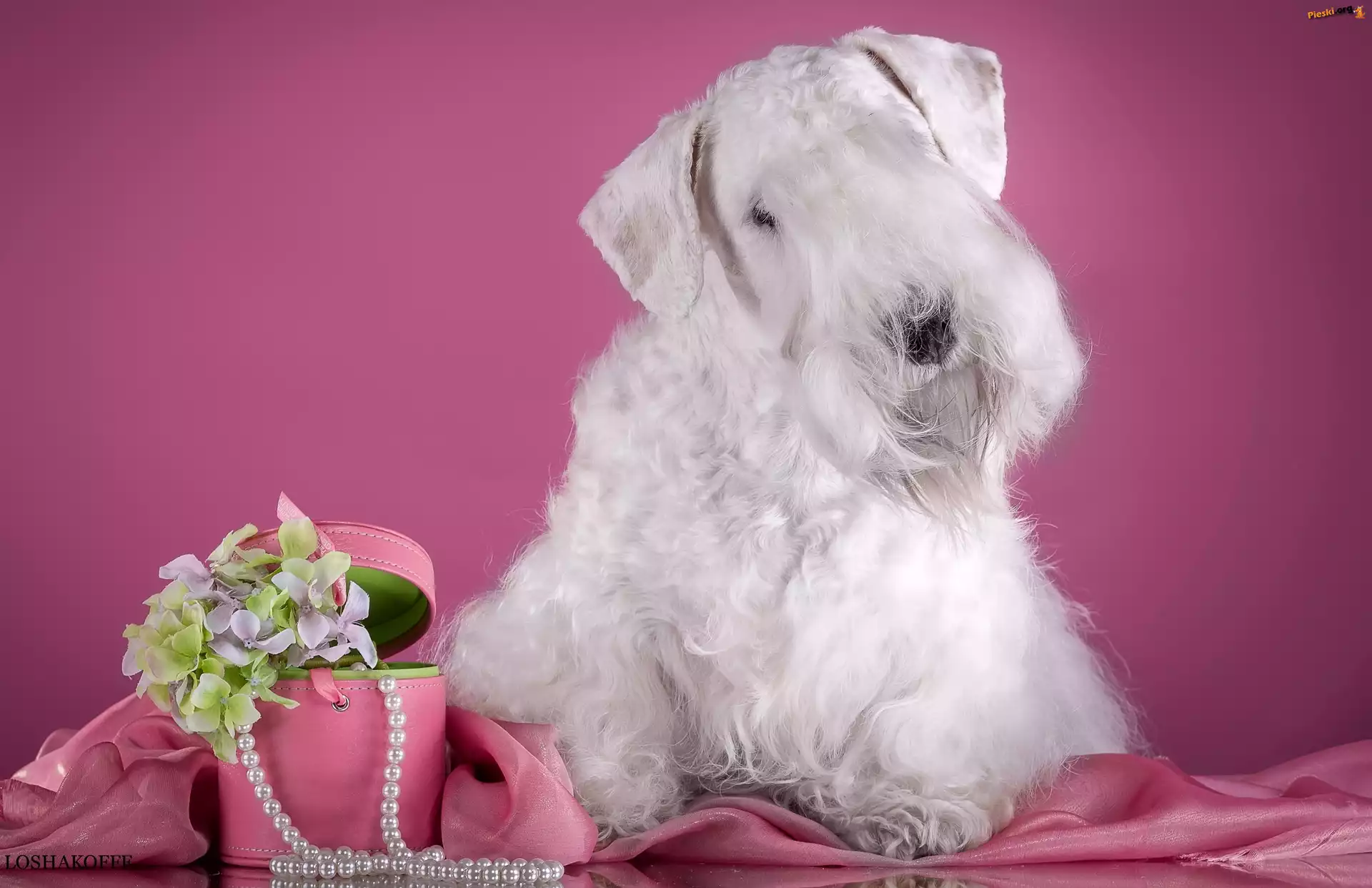 Kwiatki, Sealyham Terrier, Pudełko, Perły