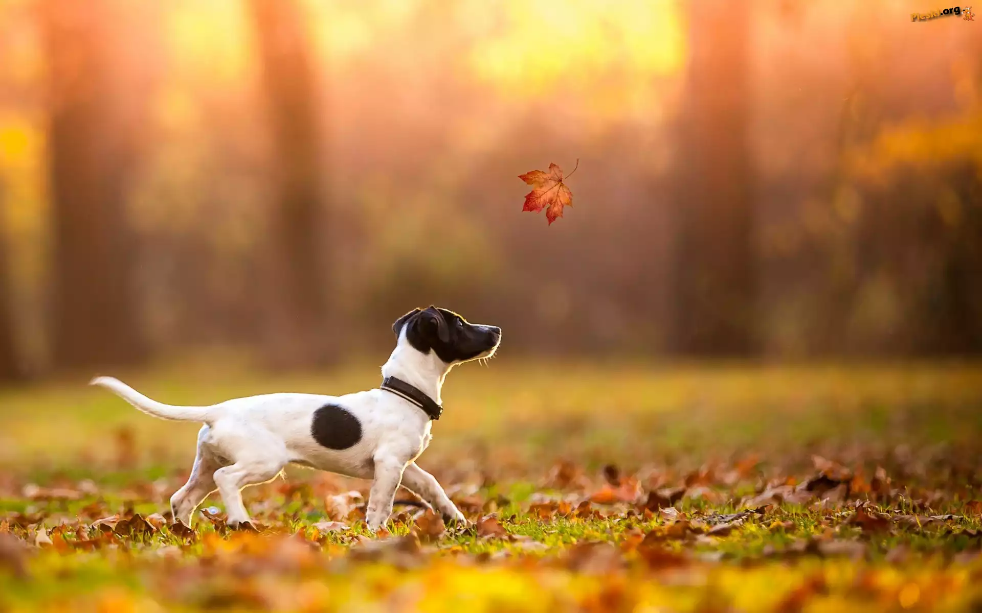 Pies, Liście, Jesień, Liść, Jack Russell terrier