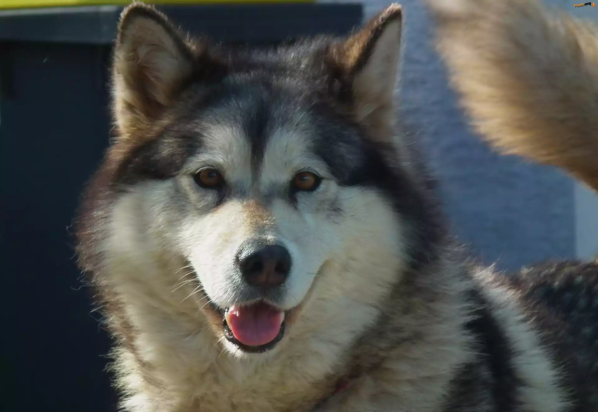 Pies, Alaskan Malamute