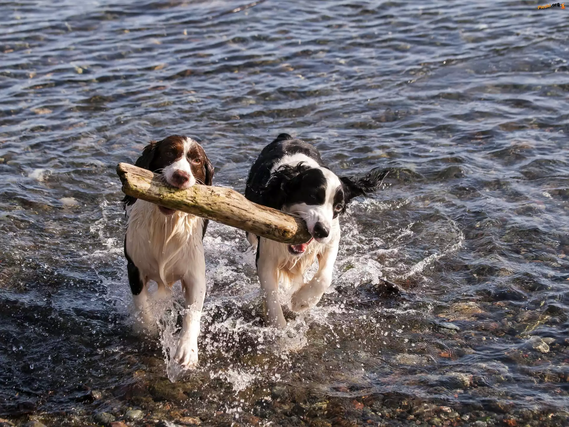 Zabawa, Szczeniaki, Border Collie, Drewno, Rzeka