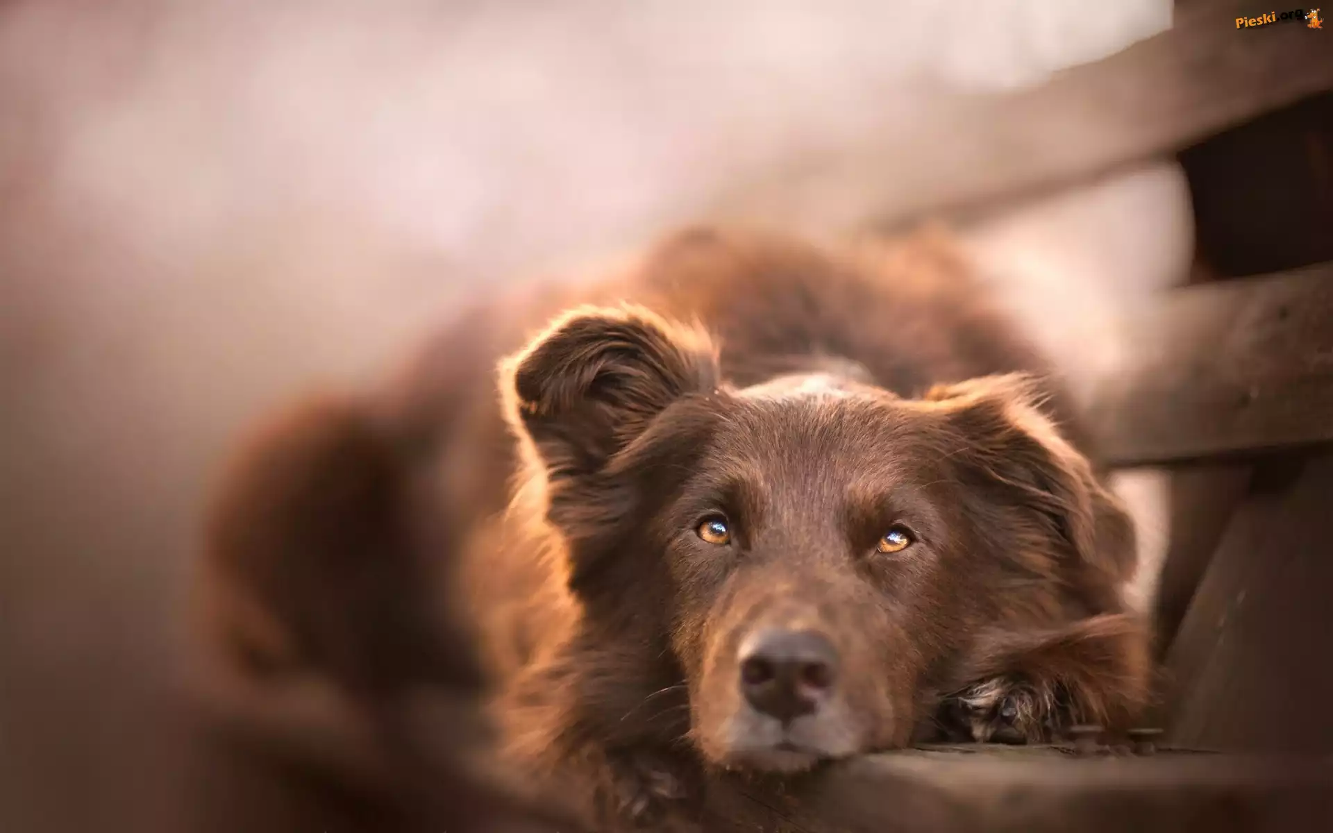 Owczarek australijski-australian shepherd