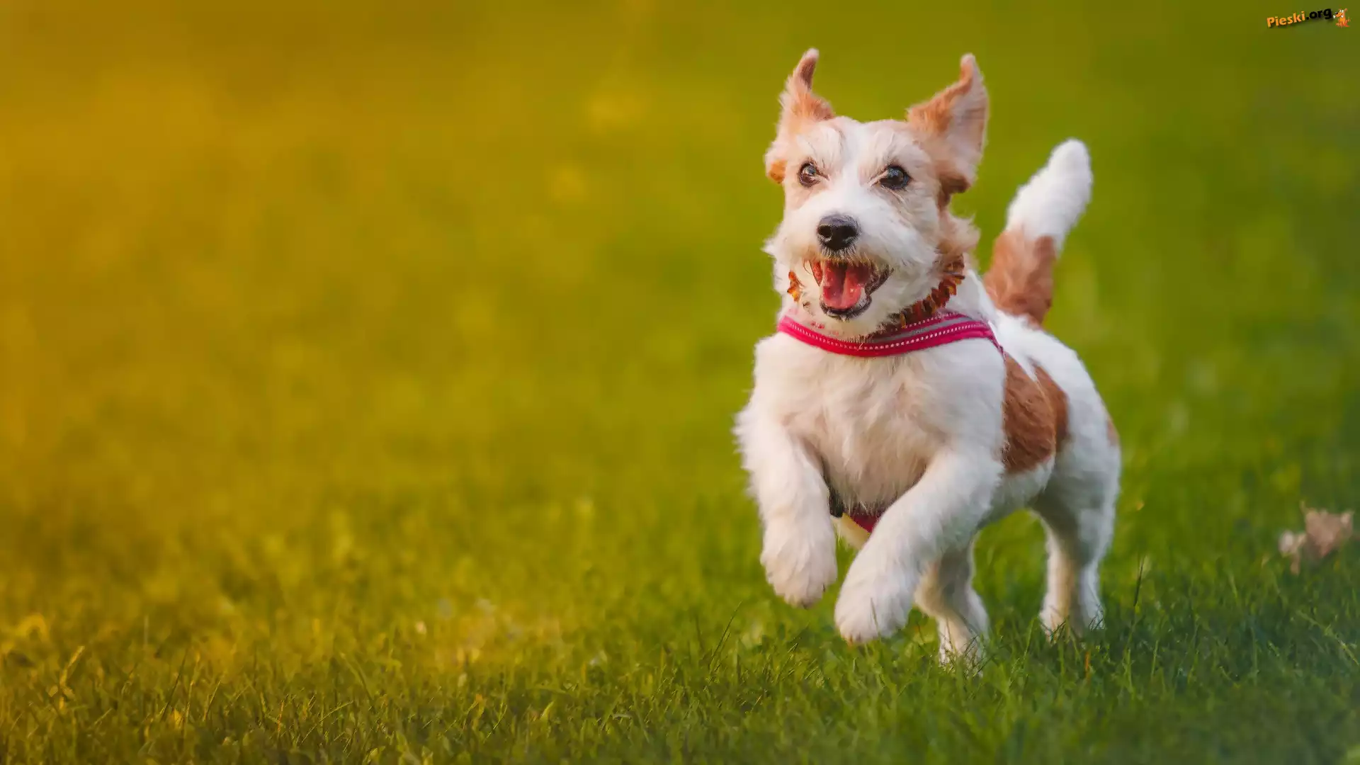 Łąka, Jack Russell, Terrier, Spacer