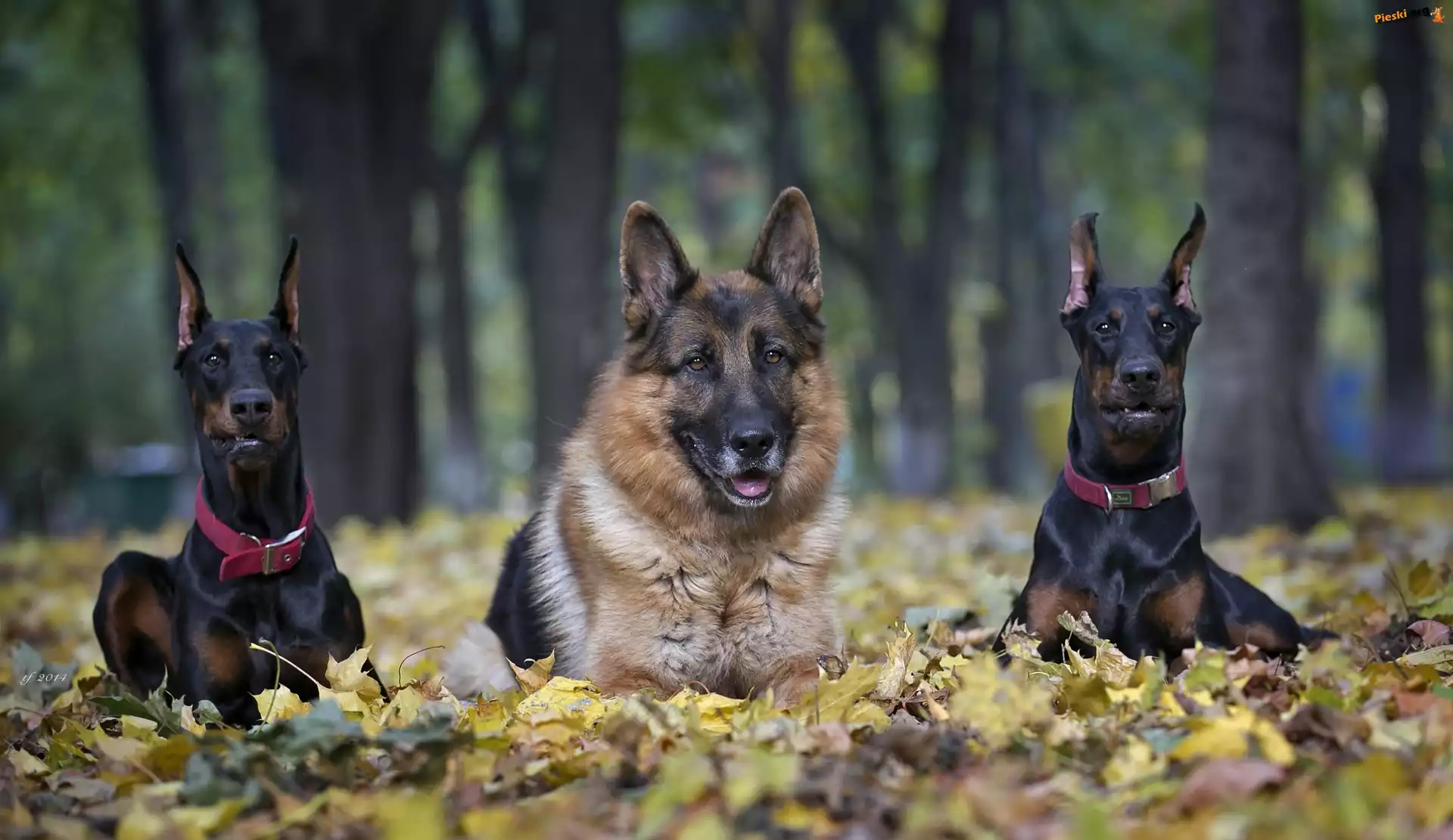 Dobermany, Liście, Park, Owczarek Niemiecki, Poranny spacer, Jesień