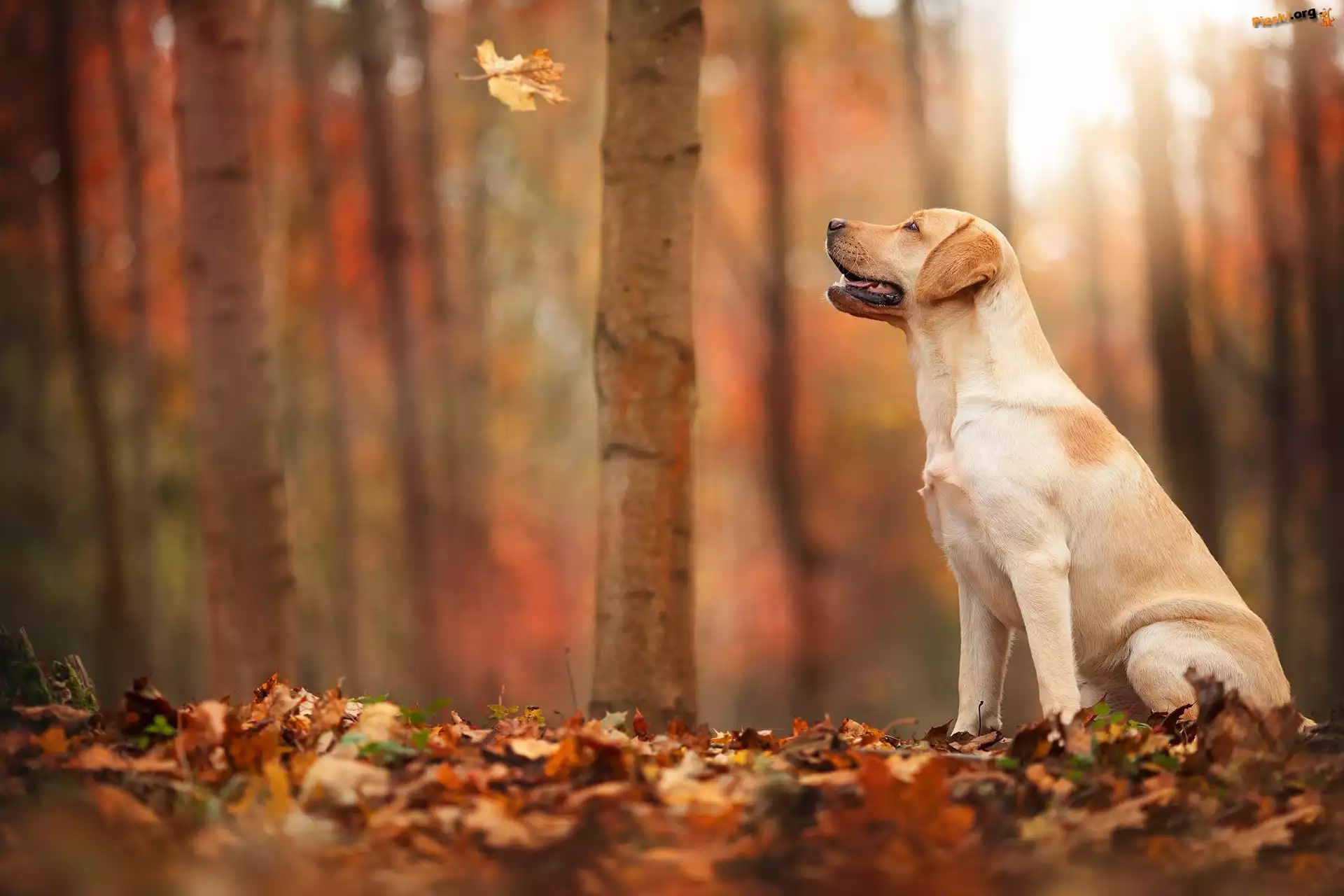 Las, Labrador, Pies, Jesień, Liście L