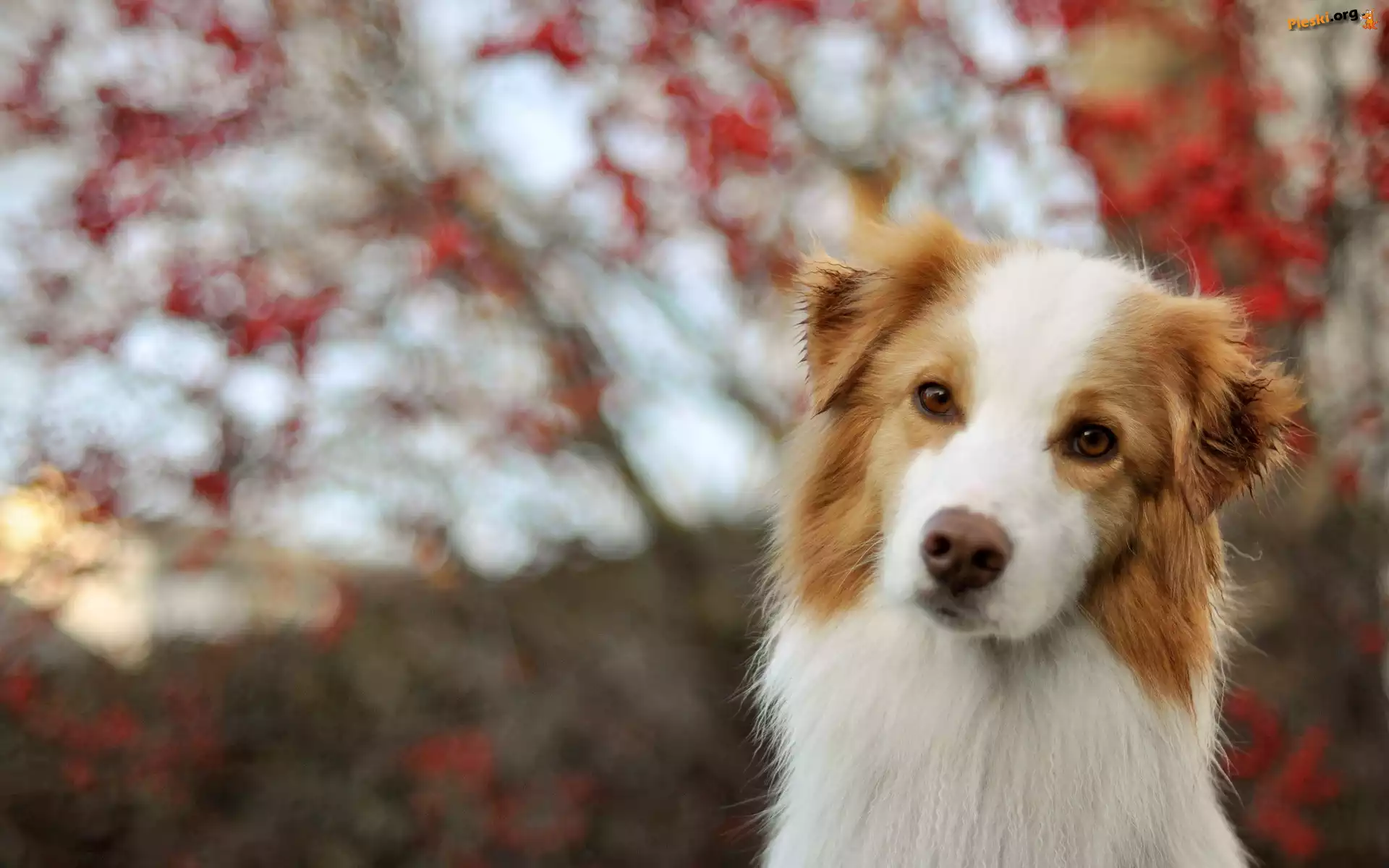 Czerwony, Border, Collie, Bokeh