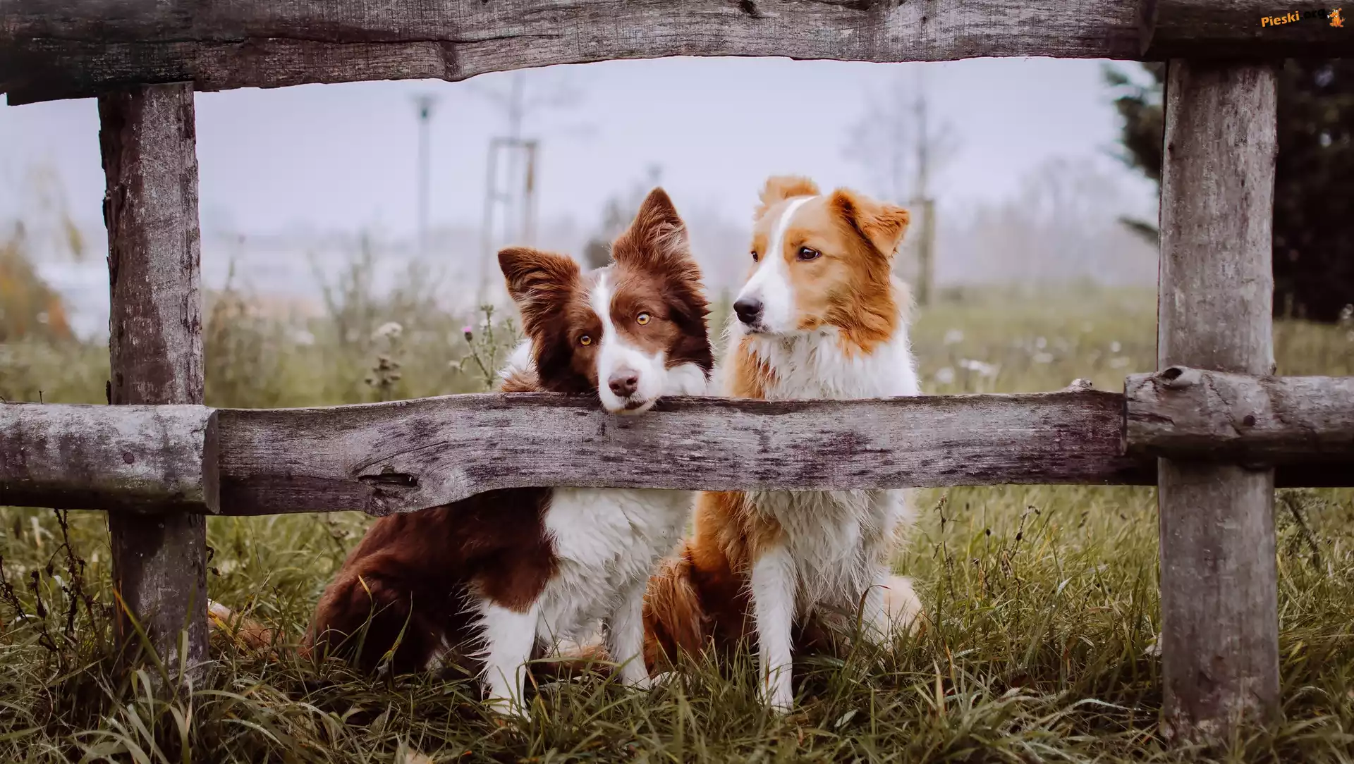 Psy, Poranek, Łąka, Border Collie, Ogrodzenie, Mgła