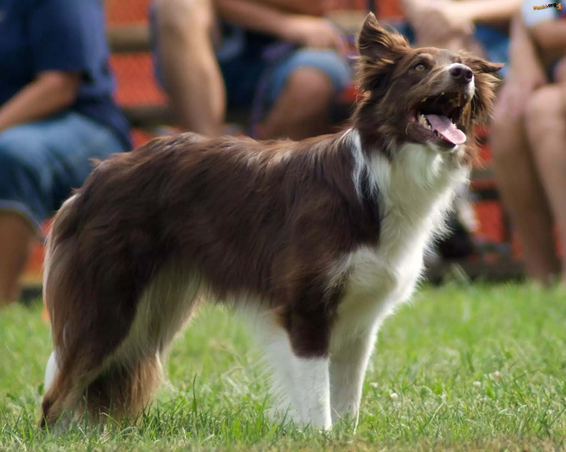 Border, Czekoladowo, Biały, Collie