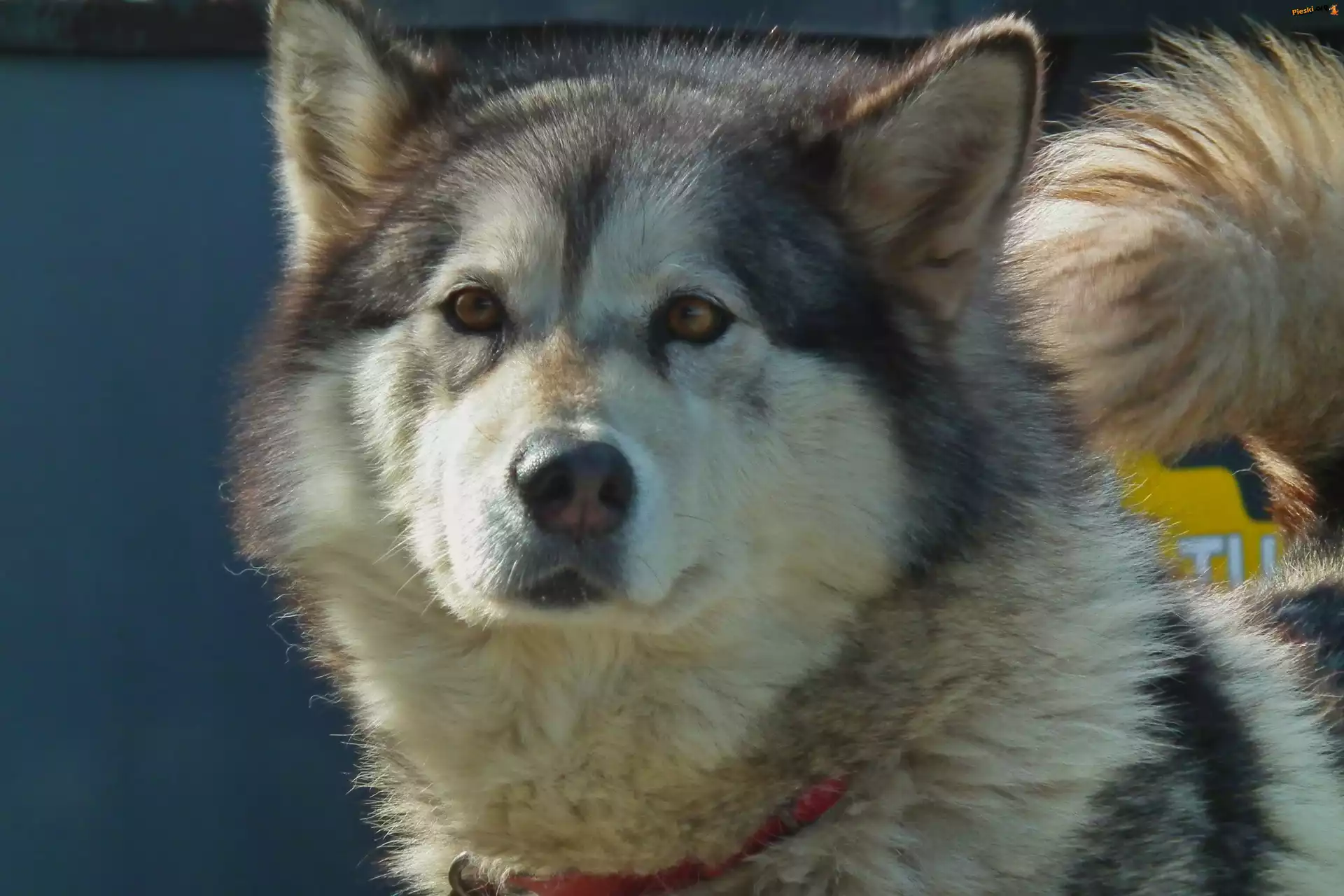 Pies, Alaskan Malamute