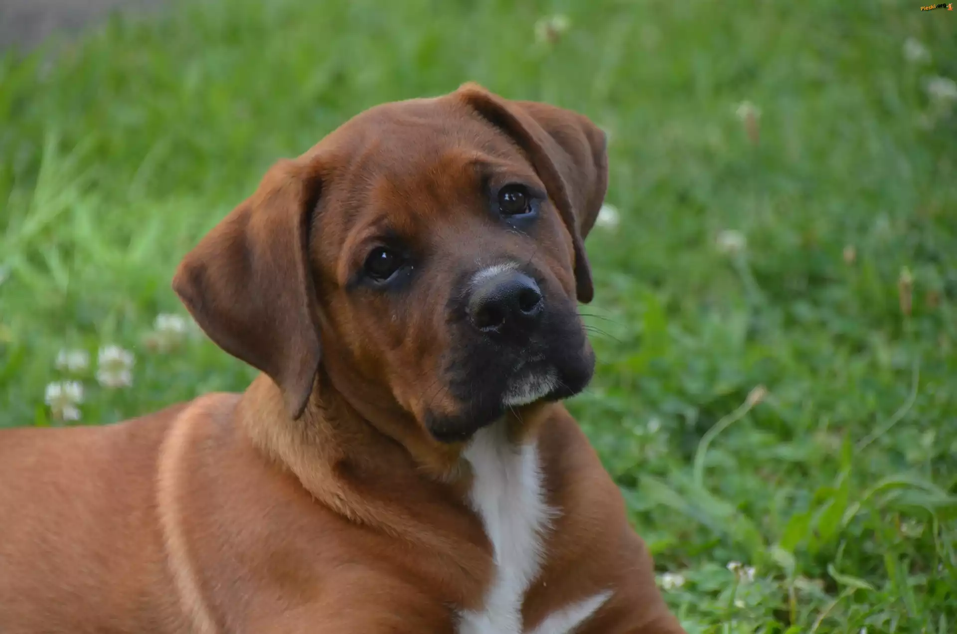 Pies, Szczeniak, Rhodesian ridgeback
