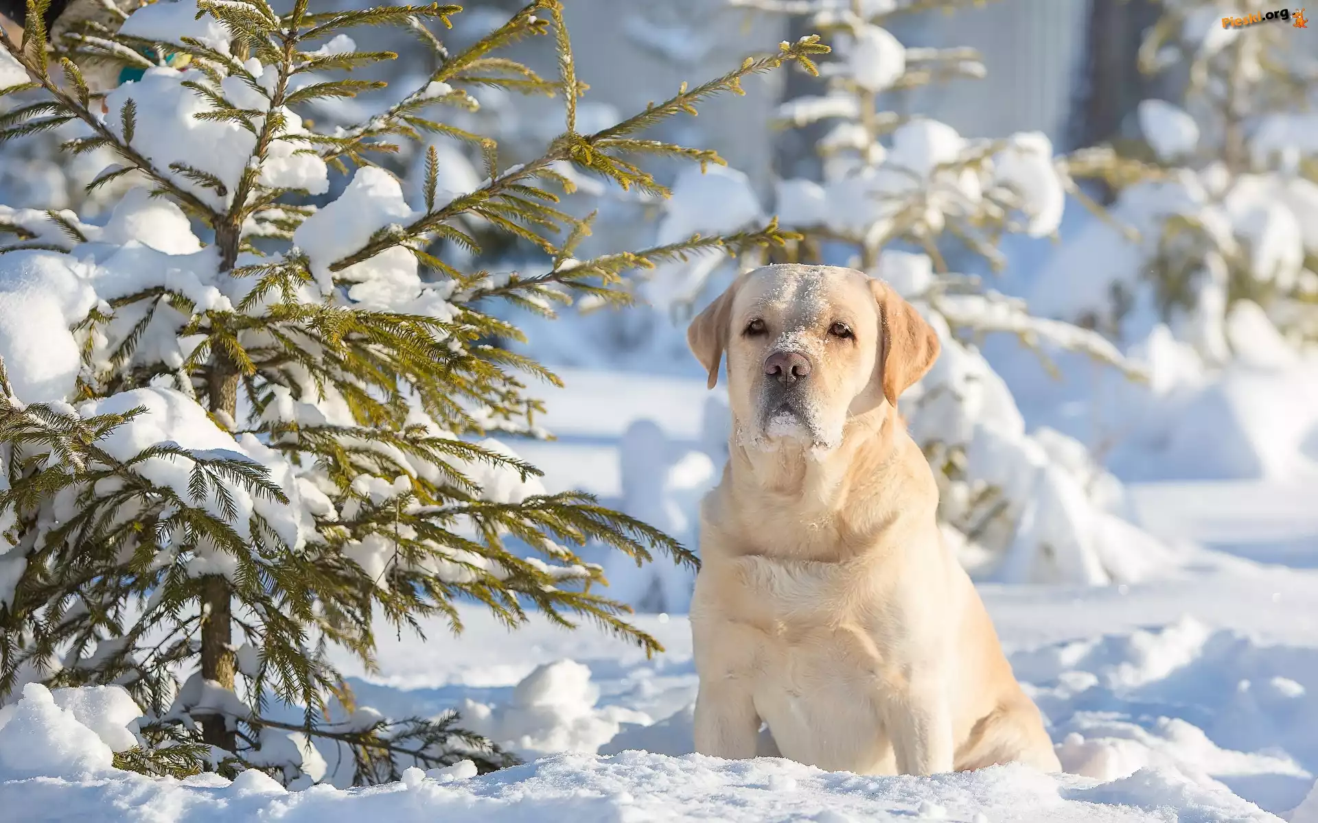 Zima, Retriever, Labrador, Śnieg, Iglaki