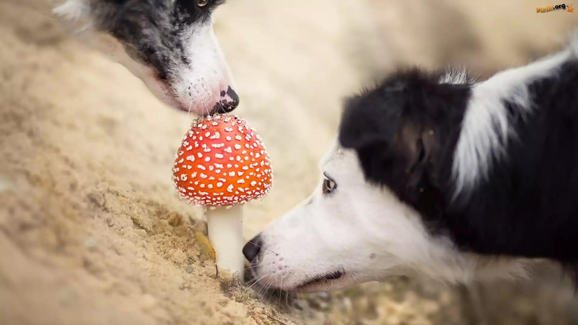 Border Collie, Muchomor