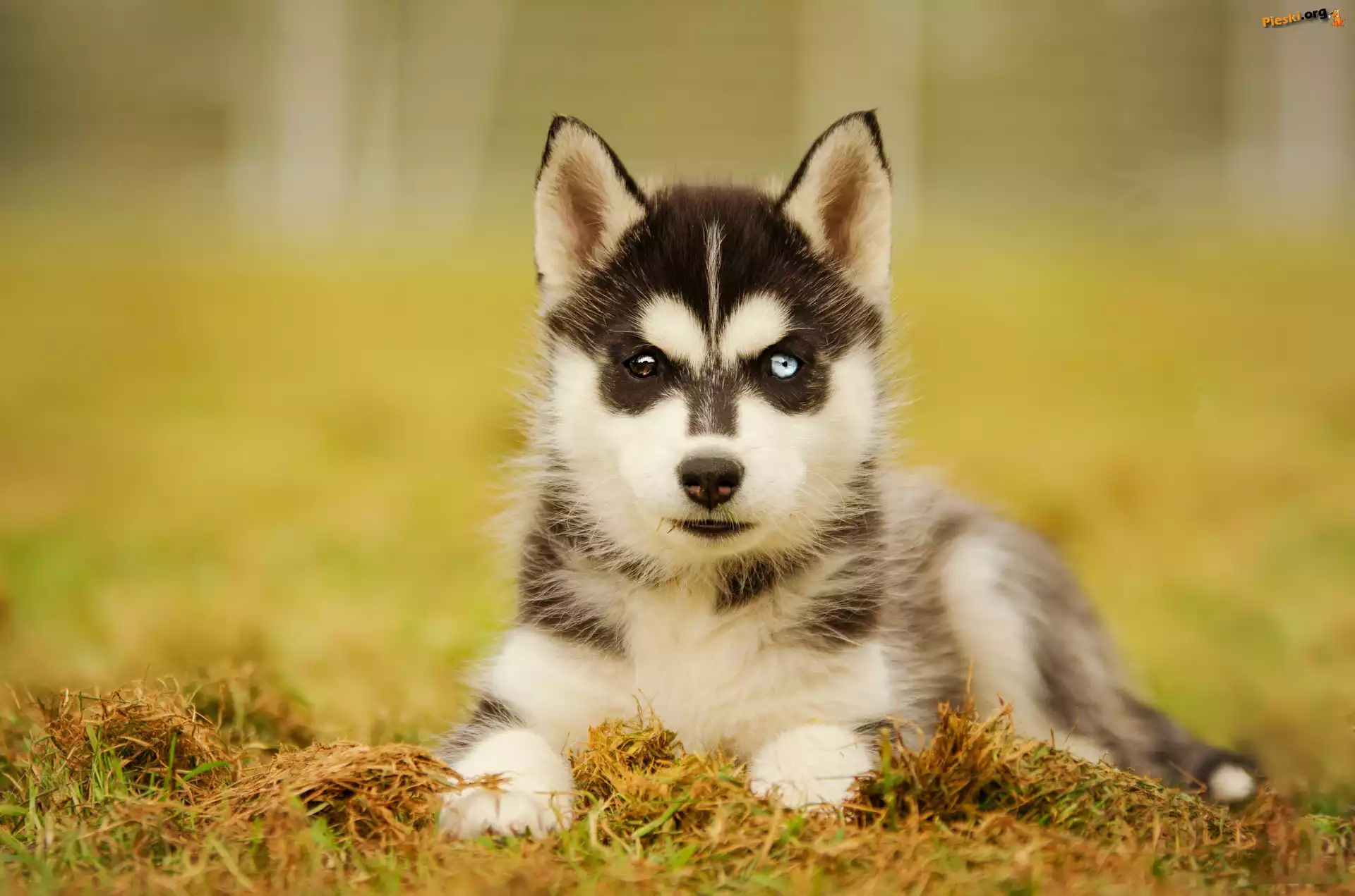Szczeniak, Siberian husky, Ściółka