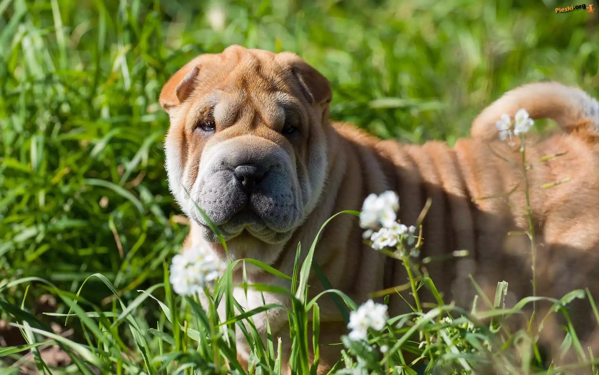 Trawa, Shar pei, Pies, Łąka, Kwiaty