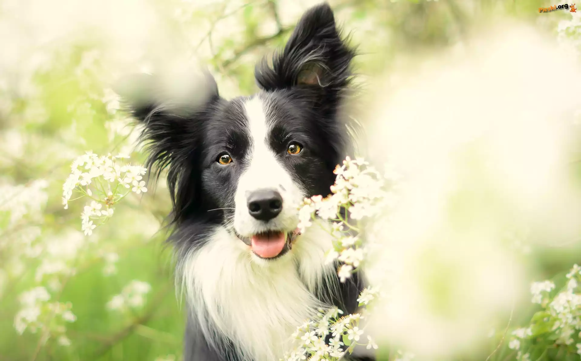Border Collie, Kwiaty, Łąka