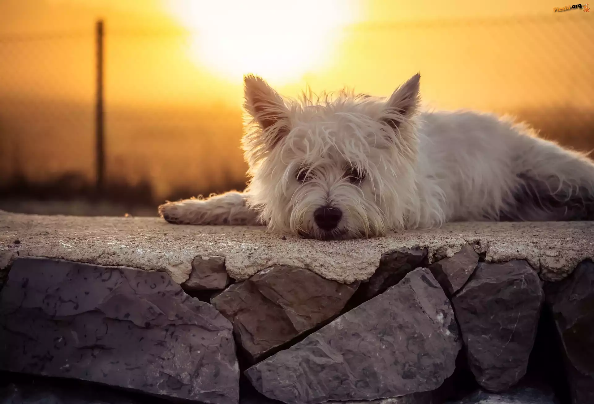 West Highland White terrier, Murek, Słońce