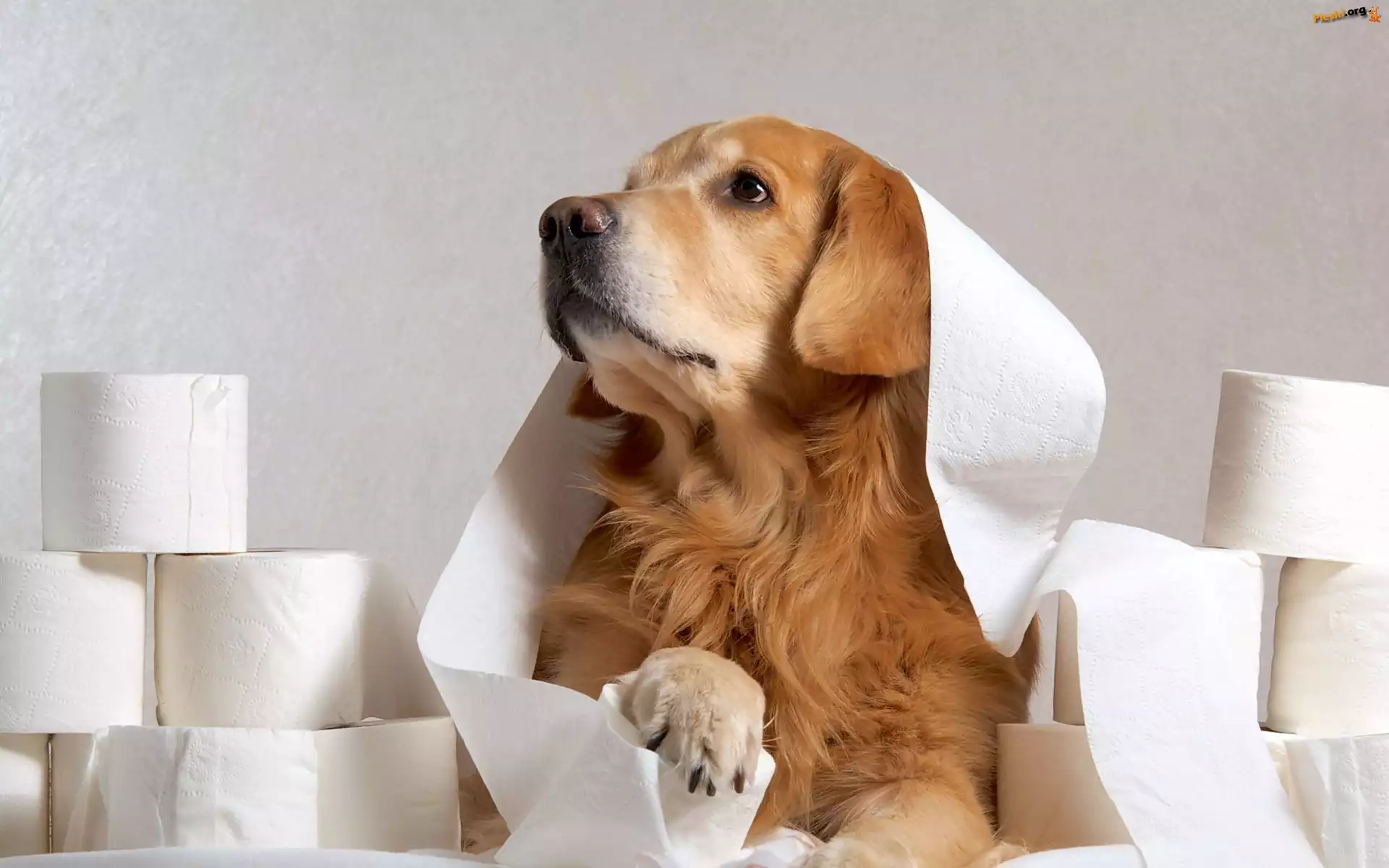 Golden retriever, Zabawa, Papier