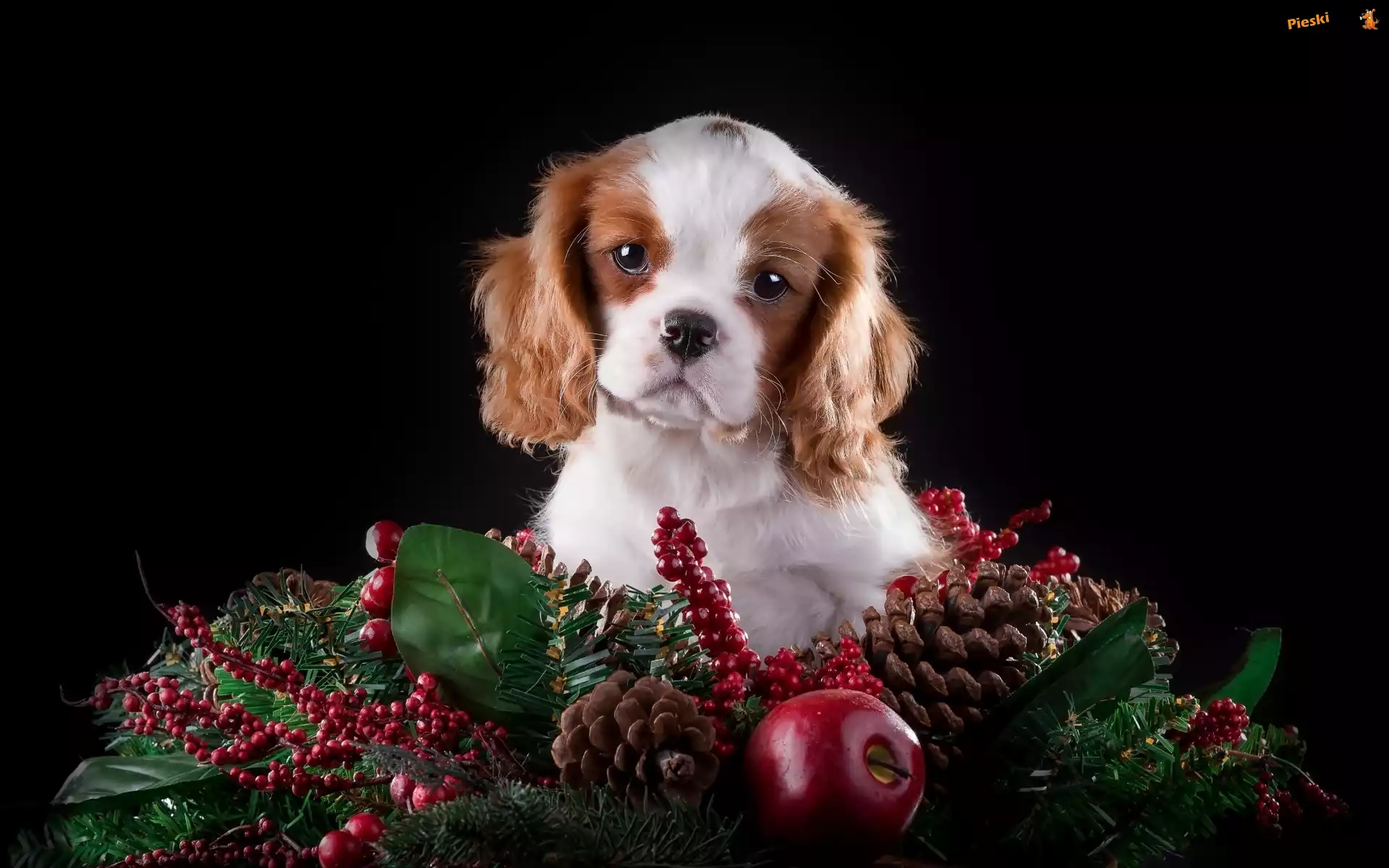 Świąteczna, Szczeniaczek, Słodki, Cavalier King Charles spaniel, Dekoracja