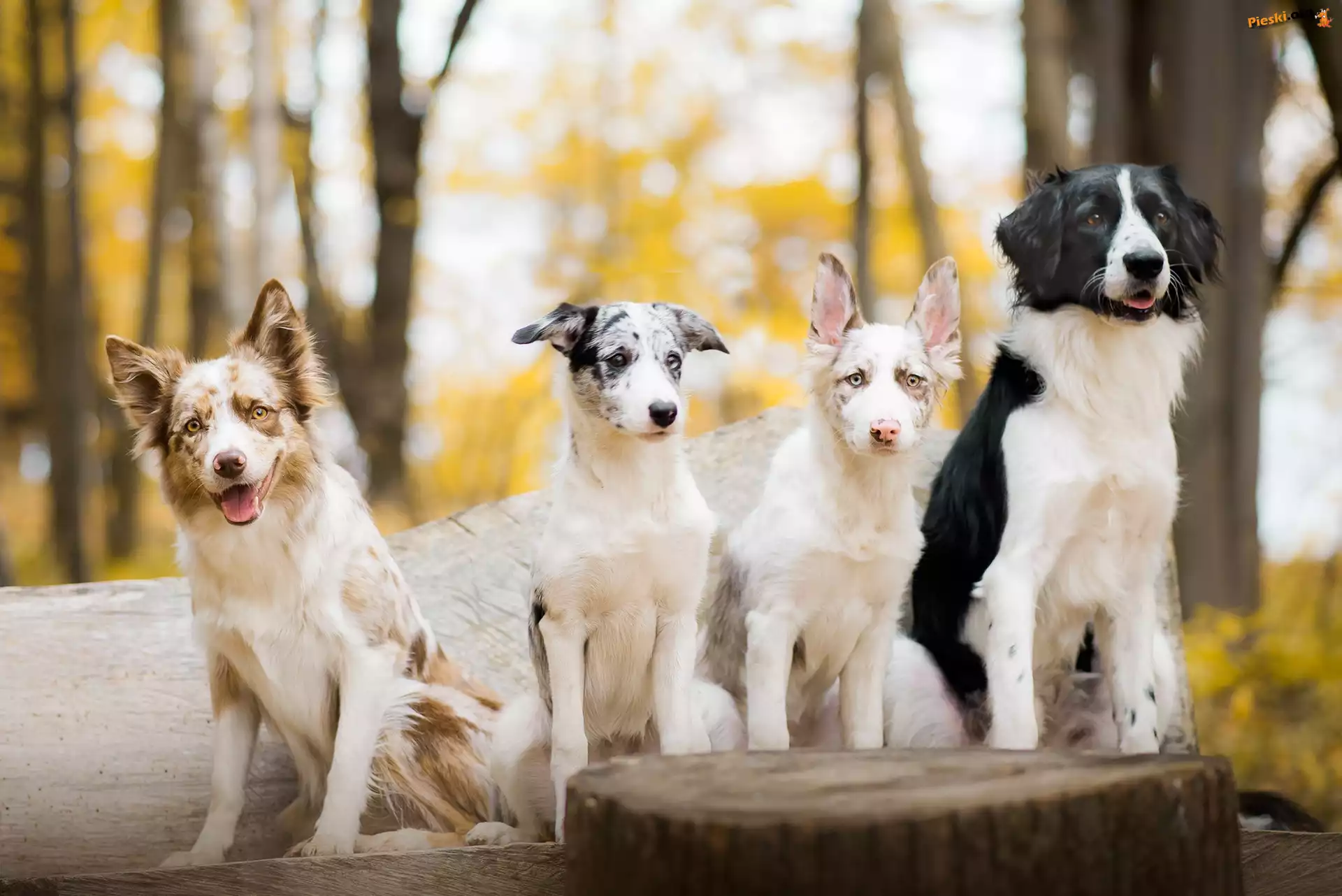 Border collie, Pień, Drzewa