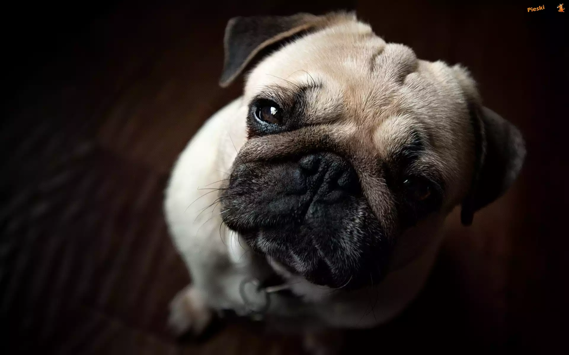 Pies, Mops