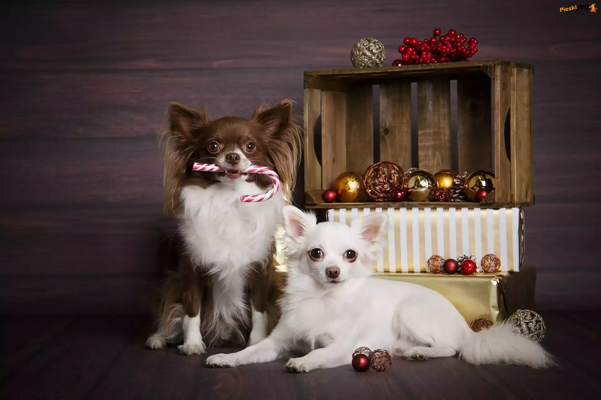 Bombki, Psy, Dwa, Chihuahua długowłosa, Świąteczne