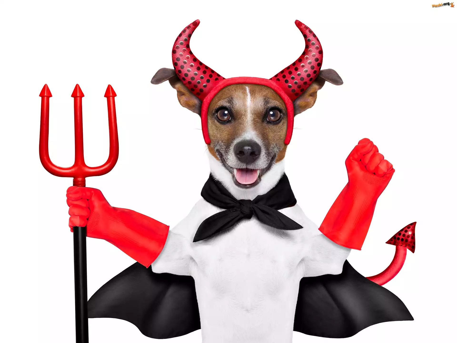 Diabeł, Jack Russell terrier, Przebranie, Śmieszne