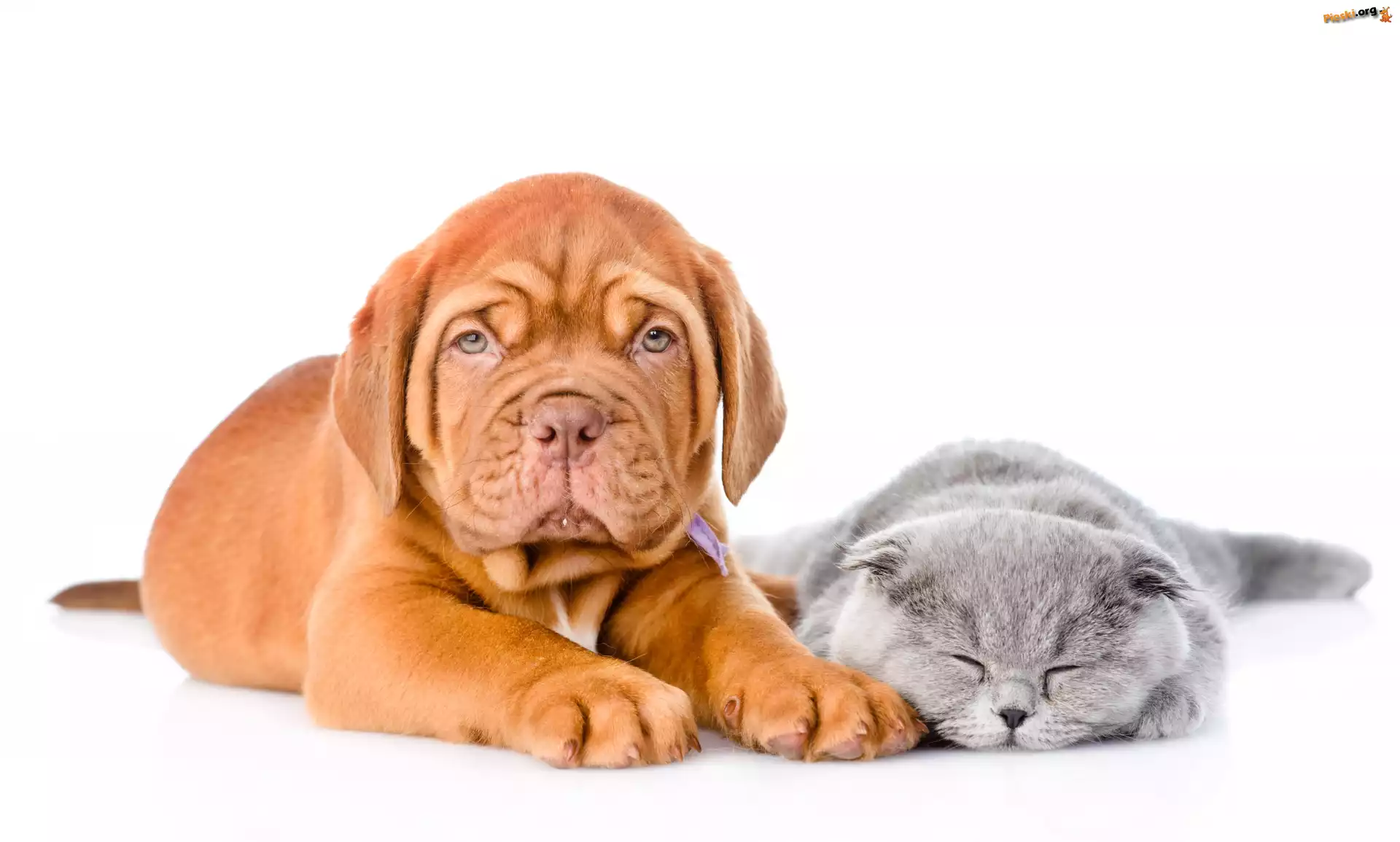Dog de Bordeaux, Kot, Szczeniak, Białe Tło