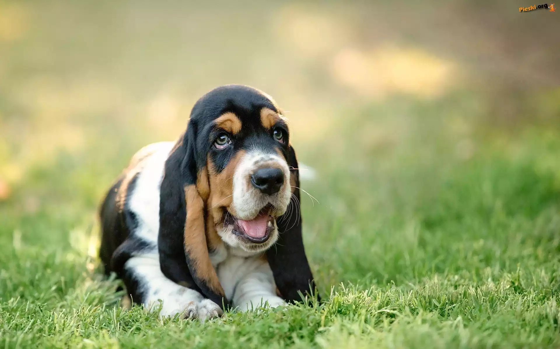 Basset hound, Łąka, Trawa, Szczeniak
