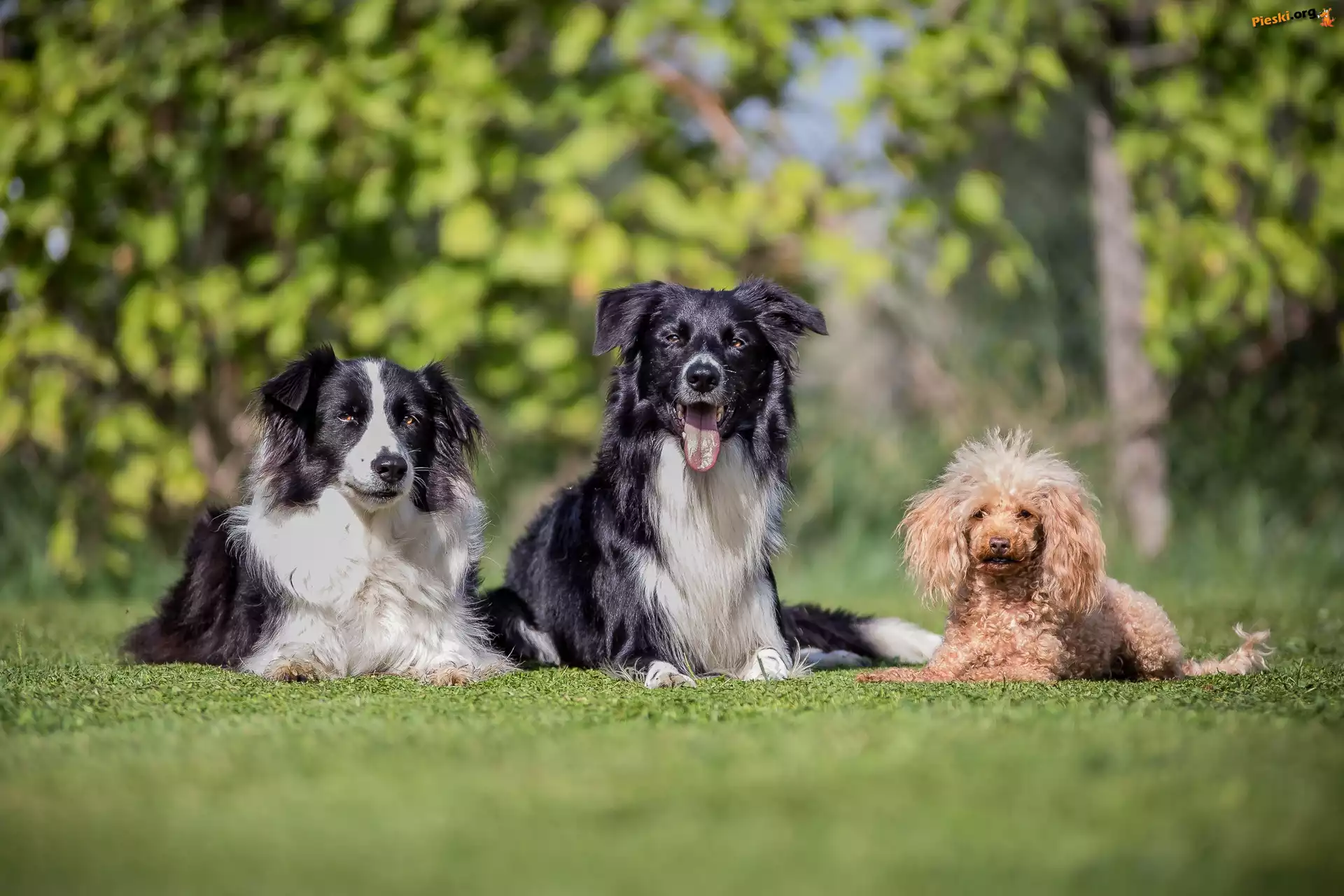 Border collie, Trawnik, Psy, Pudel miniaturowy