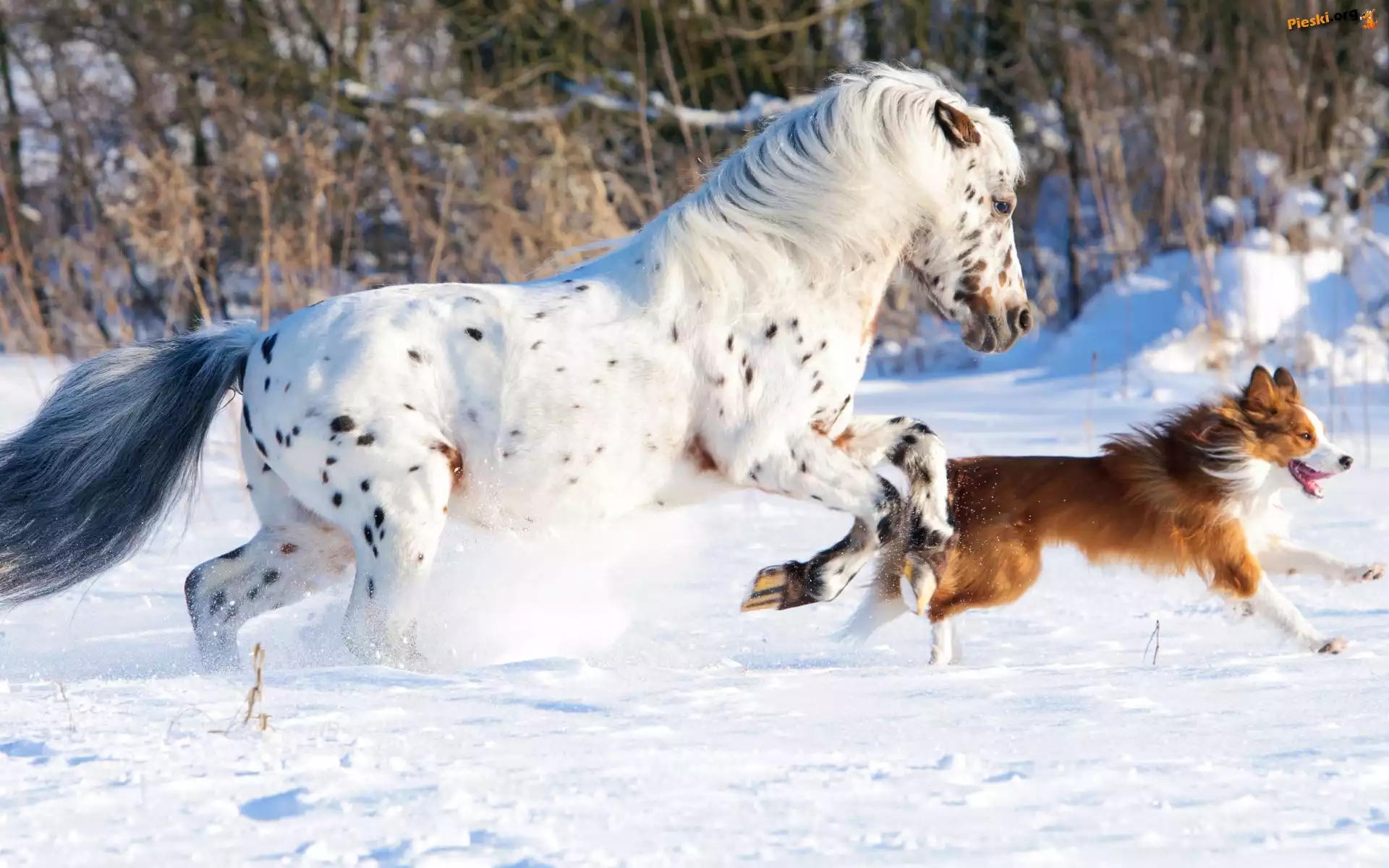 Border collie, Biegnący, Koń Appaloosa, Śnieg