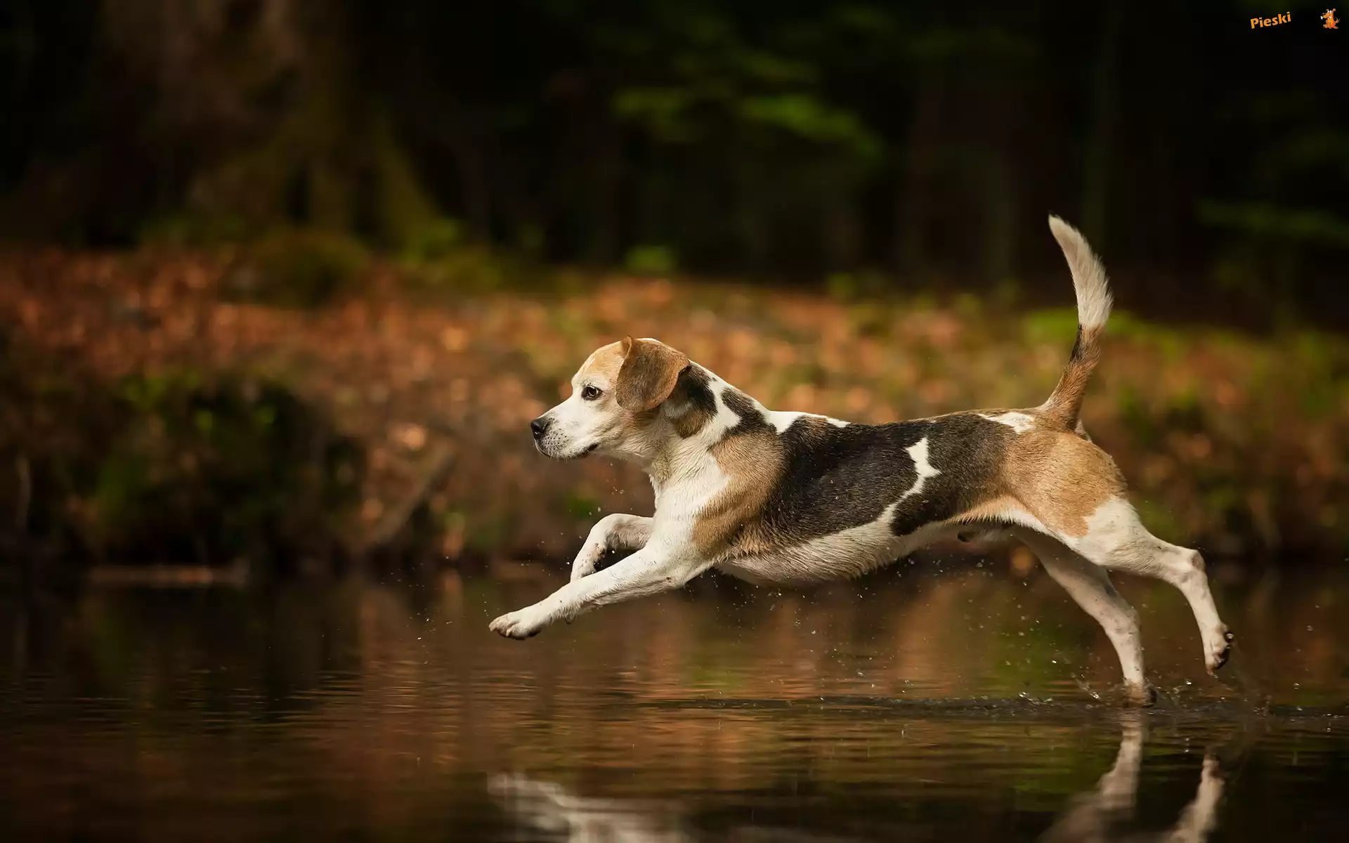 Biegnący, Beagle, Woda