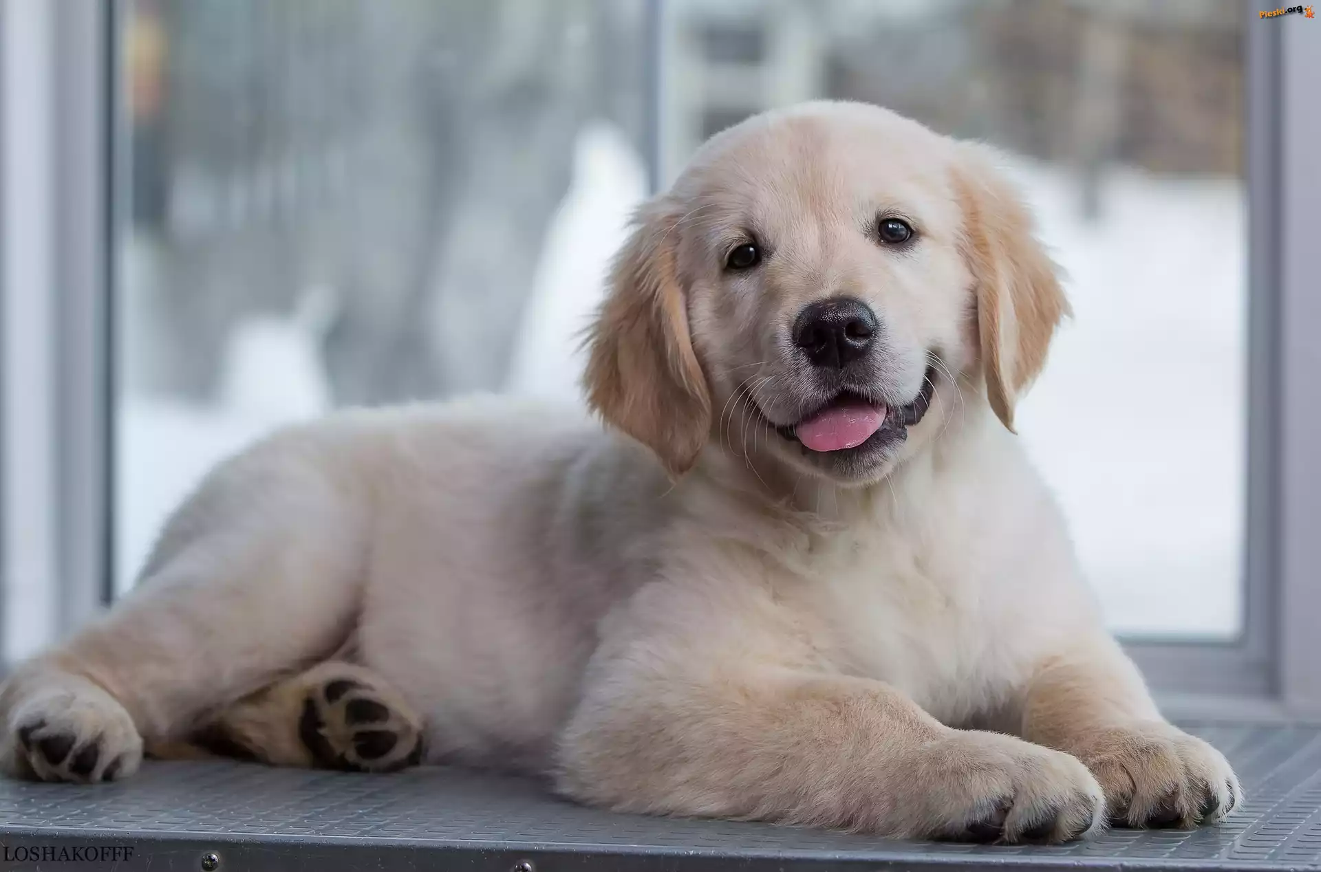 Golden retriever, Słodki, Szczeniak, Okno