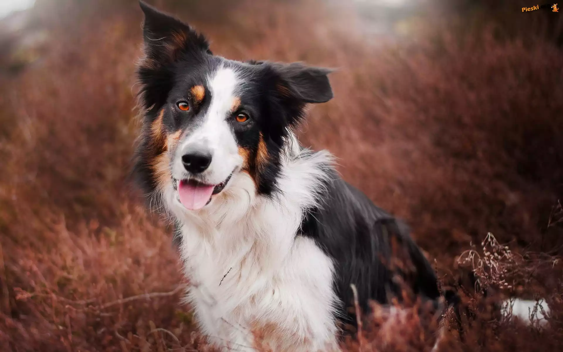 Border collie, Trawa, Rozmycie