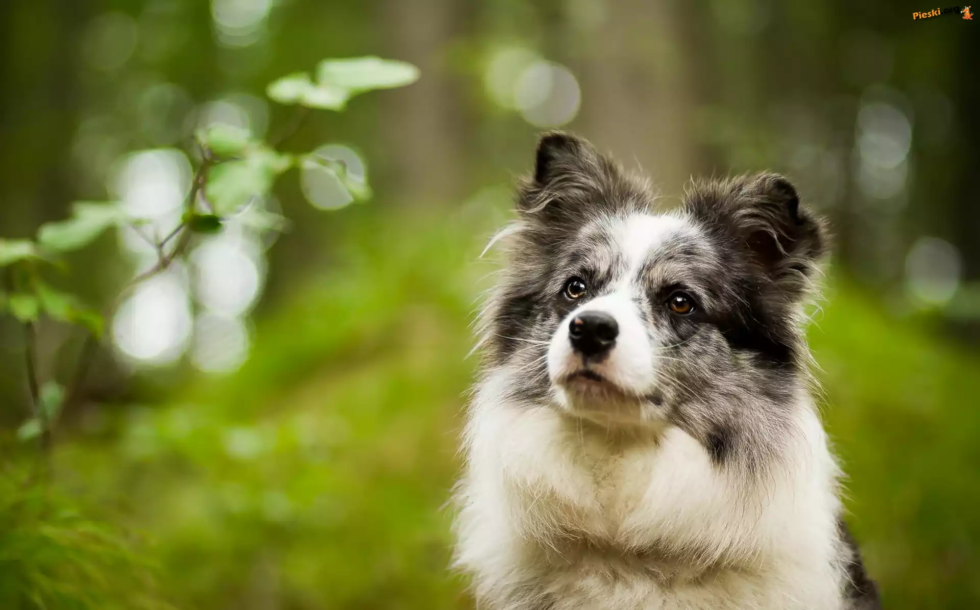 Border collie, Spojrzenie