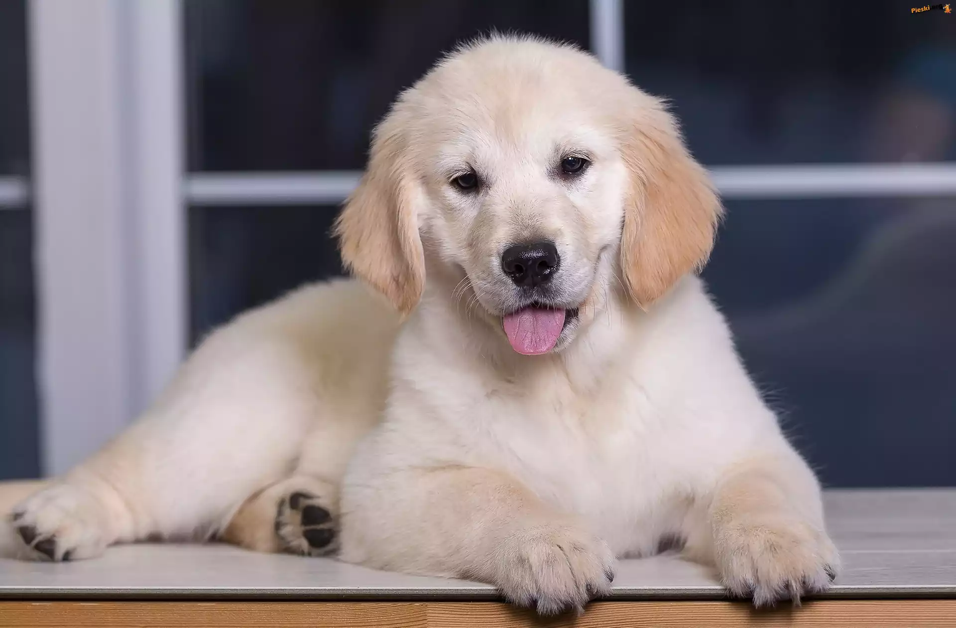 Język, Szczeniak, Golden retriever, Okno
