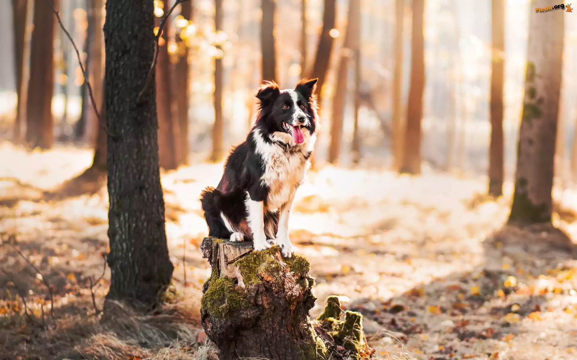 Pień, Border collie, Las