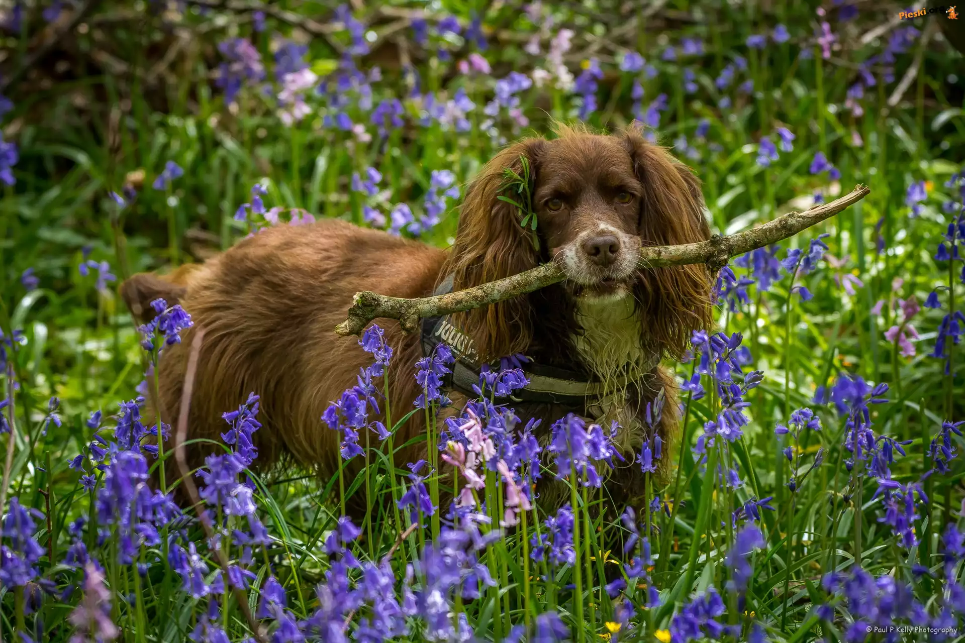 Kwiaty, Spaniel, Patyk, Hiacyntowce