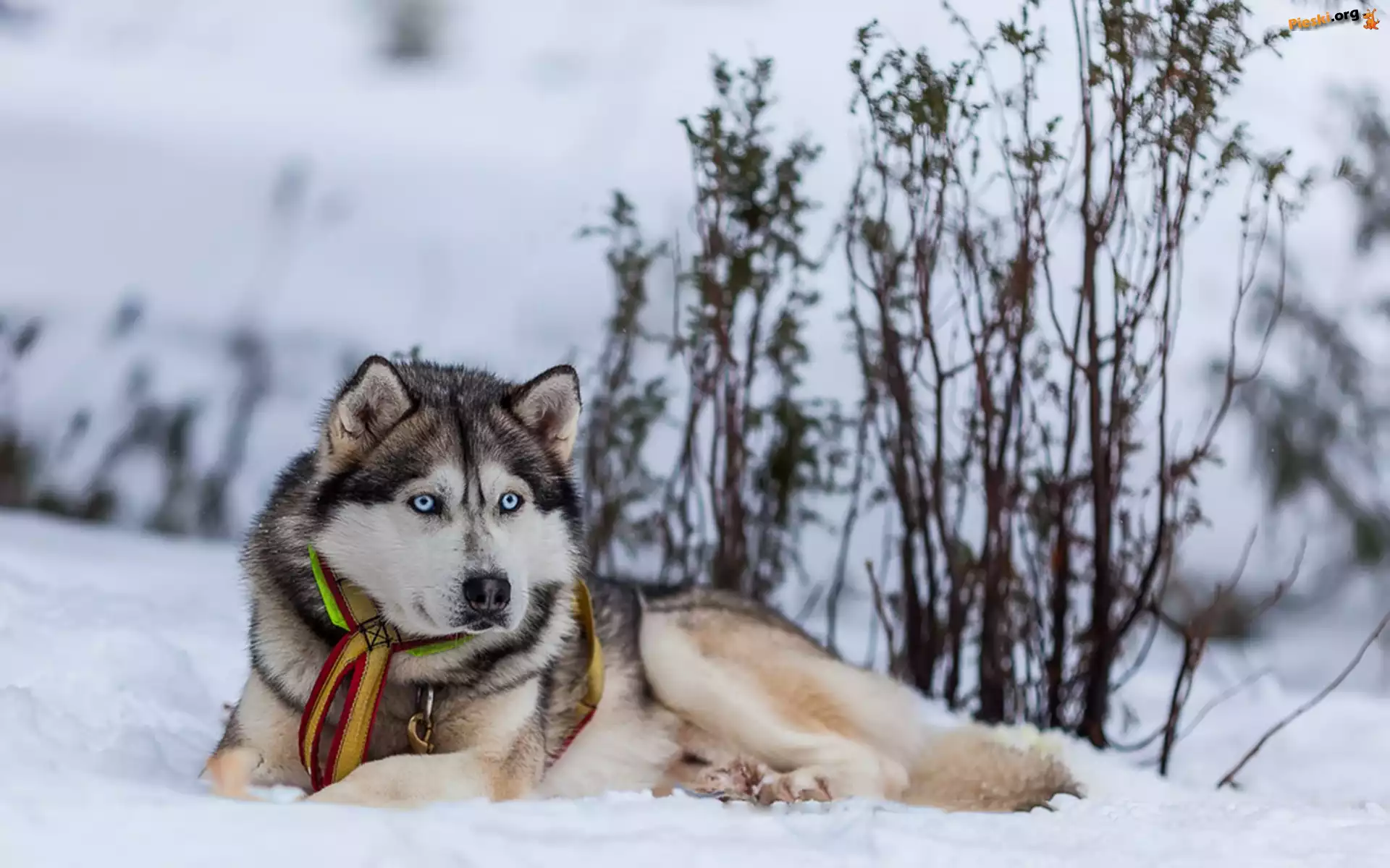 Siberian husky, Śnieg
